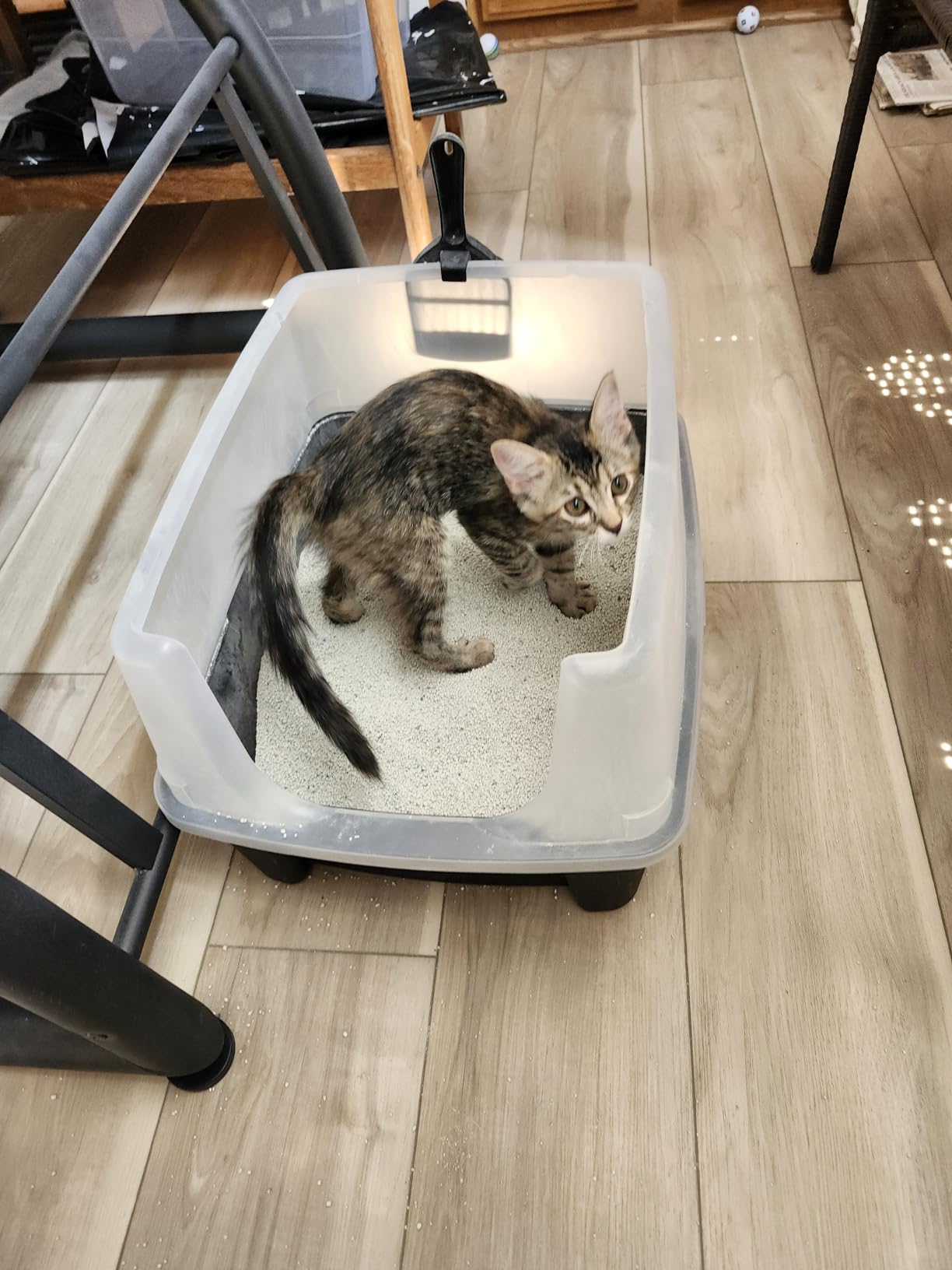 IRIS USA Large High Sided Cat Litter Box, Scatter Shield | High Kickers, Kick-Proof Sides, Extra Deep Pan, Raised Edge Protection, Keeps Floor Clean, Easy Daily Scoop customer photo 2