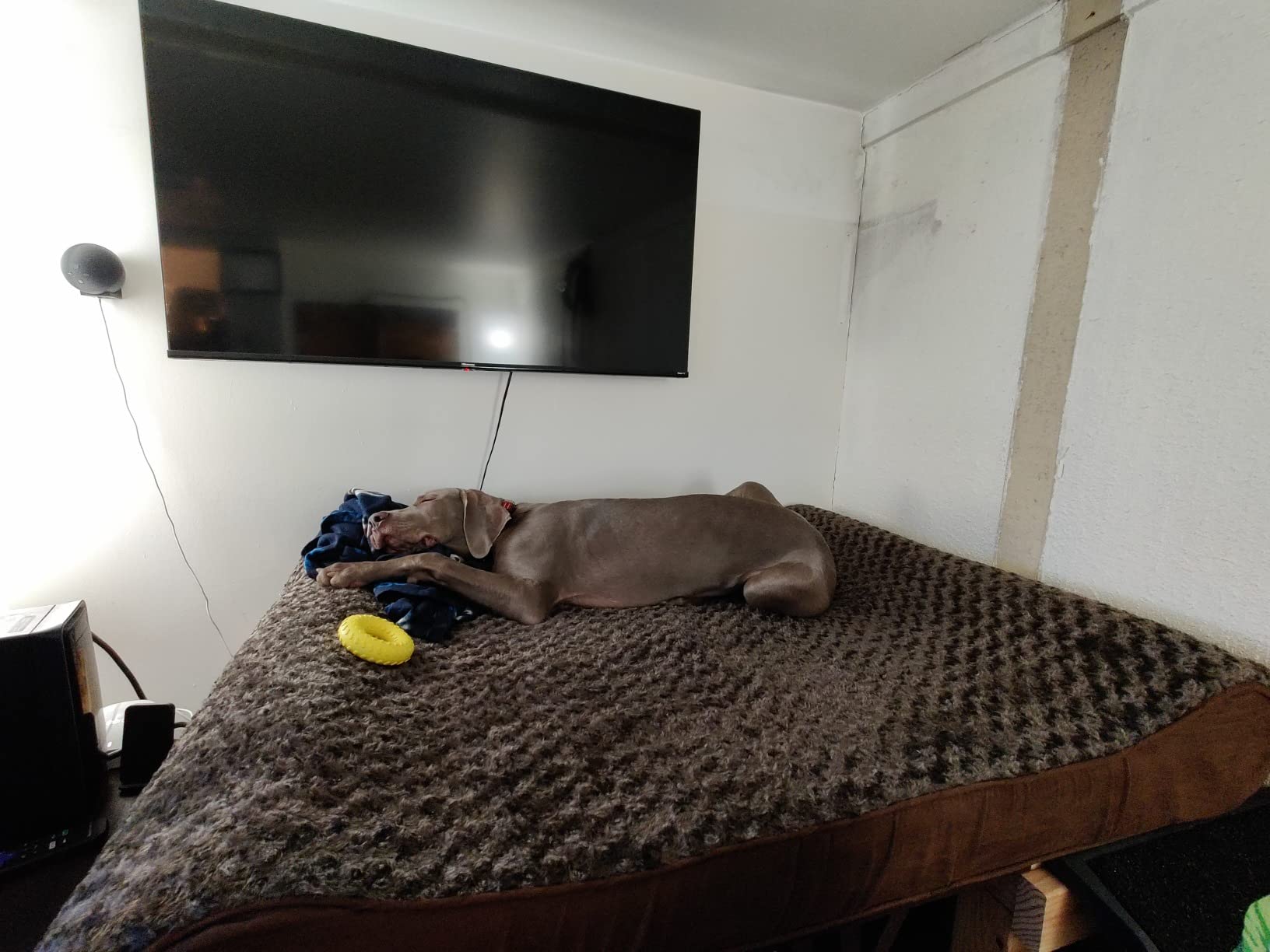 FurHaven Orthopedic Dog Bed for Large Dogs, Luxe Lounger Contour Mattress with Solid Orthopedic Foam Slab for Joint Support, Removable Washable Cover, Giant XXXL, Plush Suede, Gray customer photo 2