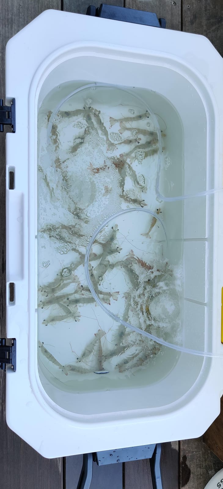 Frabill Magnum Bait Station 30 | 30 Quart Bait Cooler with Dual Aeration, White and Yellow customer photo 2