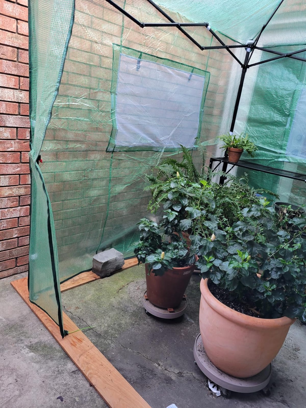 EAGLE PEAK 8x6 Easy Setup Pop Up Greenhouse, Clear/Green | Walk-In Greenhouses for Outdoors, Green House for Winter Protection, Roll-Up Doors & Mesh Windows, One Person Setup customer photo 1