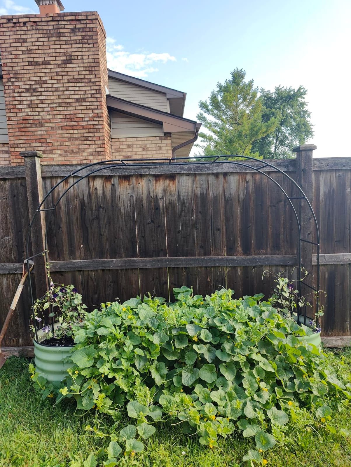 Adorox 7.8ft Garden Arch Trellis for Climbing Plants, Metal Arch Frame, Black customer photo 1