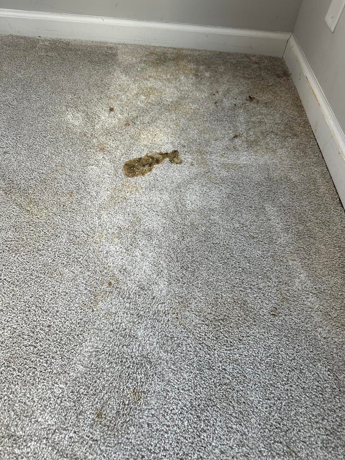 Rug Doctor Mighty Pro X3 Commercial Carpet Cleaner with Oxy Cleaner Pack customer photo 1