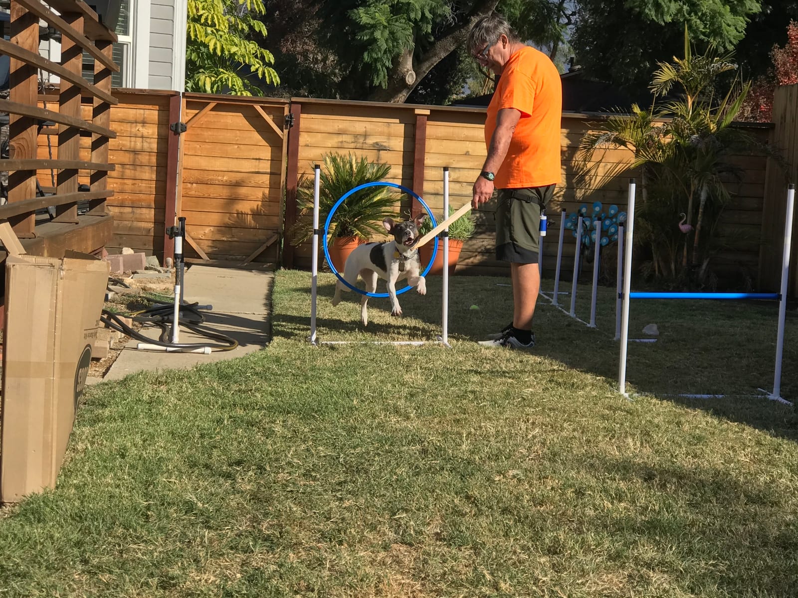 Better Sporting Dogs Complete Starter Agility Set for Dogs, 5 Piece | Agility Jump, Tire Jump, Weave Poles, 10' Tunnel with Sandbags, Pause Box customer photo 1