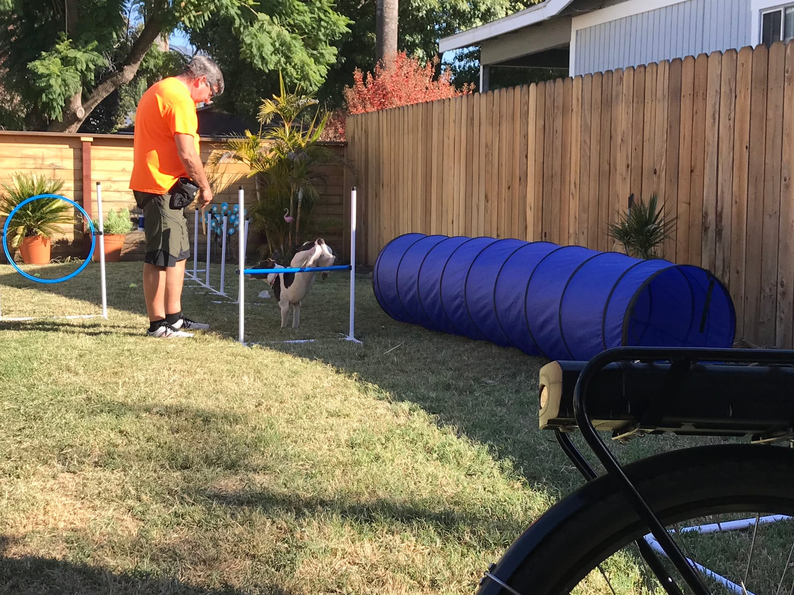 Better Sporting Dogs Complete Starter Agility Set for Dogs, 5 Piece | Agility Jump, Tire Jump, Weave Poles, 10' Tunnel with Sandbags, Pause Box customer photo 2