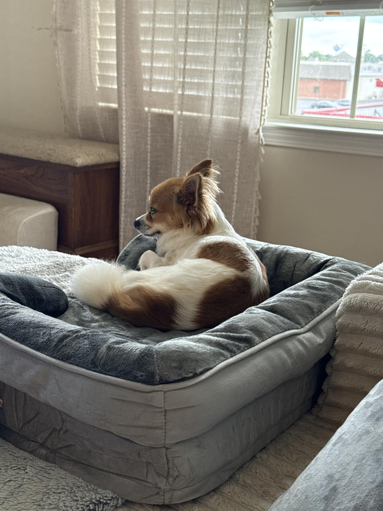 Bedsure Orthopedic Dog Beds Large Sized Dog with Removable Washable Cover | 35