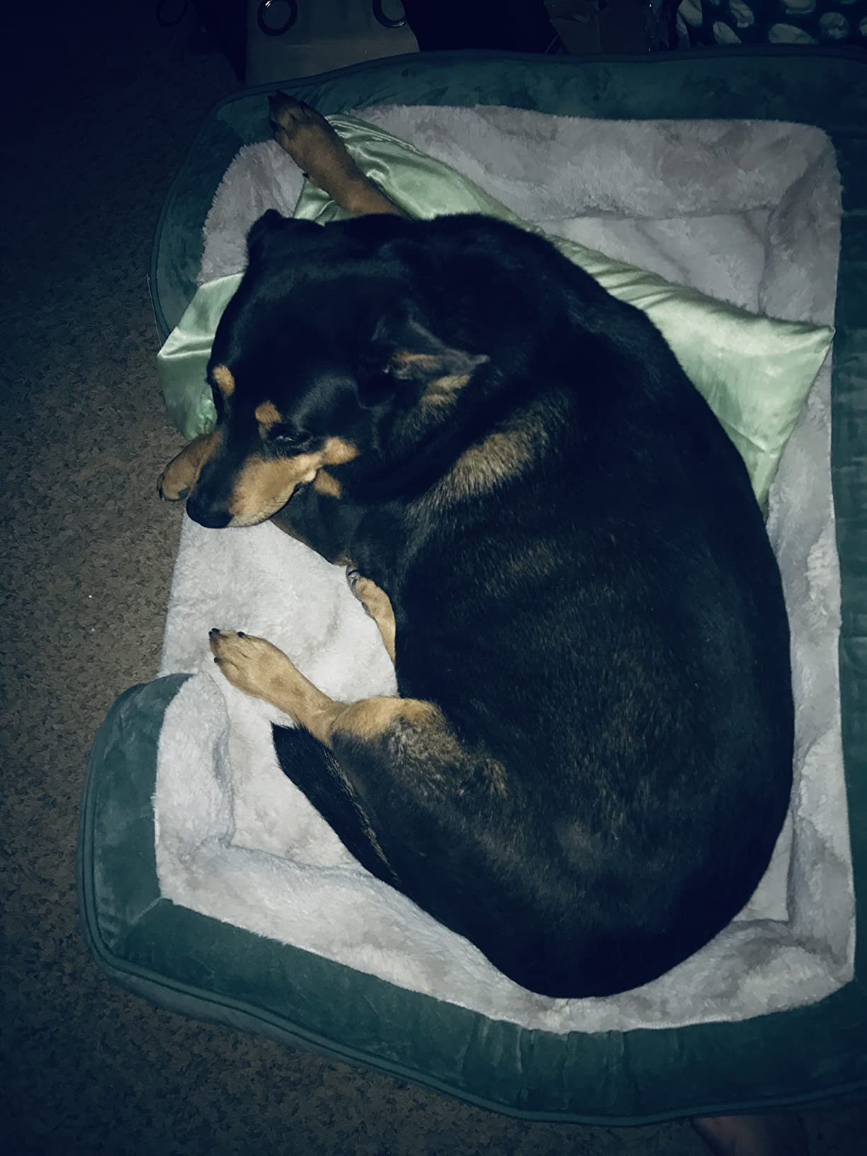 FurHaven Cooling Gel Dog Bed for Large Dogs, Perfect Comfort Sofa Bed with Cool Gel-Top Foam with a Solid Orthopedic Foam Base for Joint Support, Washable Cover, Jumbo XL, Plush & Velvet, Granite Gray customer photo 1