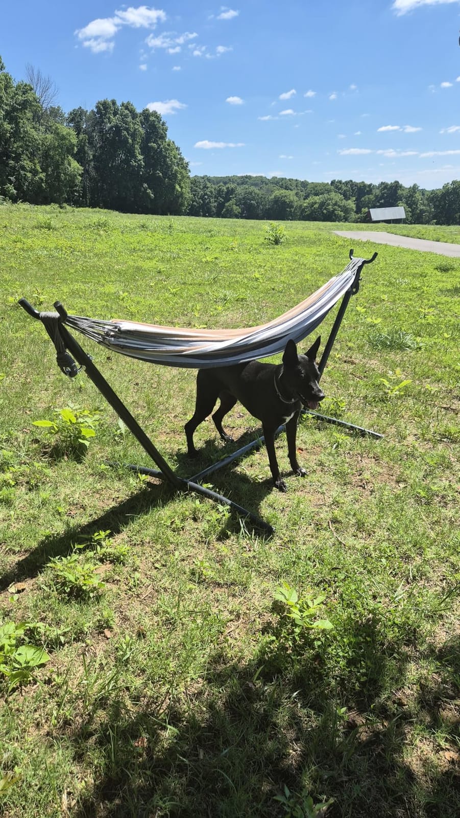 PNAEUT Double Hammock with Stand for Outside, Heavy-Duty, Portable (Coffee) | 450 lbs, 9FT, Space Saving, 2 Person, Heavy-Duty Steel Frame, Easy Assembly, Indoor Outdoor Patio customer photo 1