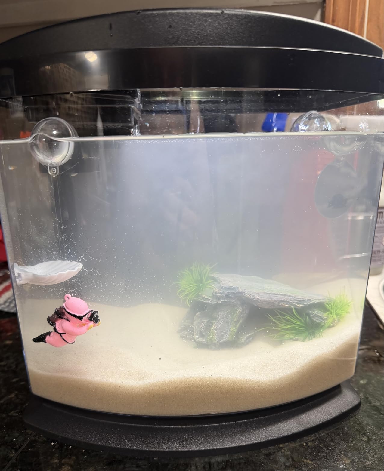 Aqueon LED MiniBow Small Aquarium Fish Tank Kit with SmartClean Technology, Small Fish Tank, Black, 2.5 Gallon customer photo 1