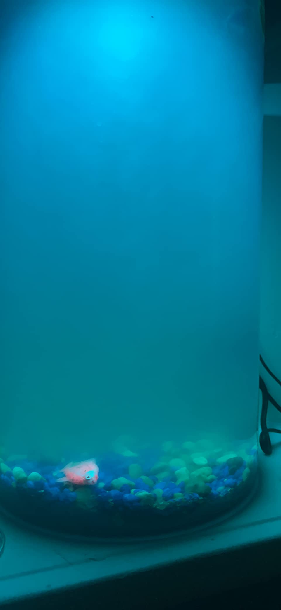 Koller Products Plastic 6-Gallon AquaView 360 Aquarium Kit with LED Lighting and Power Filter customer photo 1
