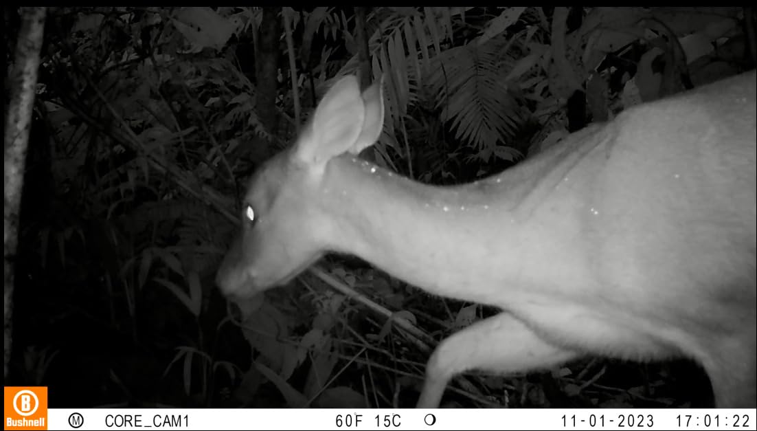 Bushnell No Glow Trail Camera CORE S-4K, 4K Video, 1.5