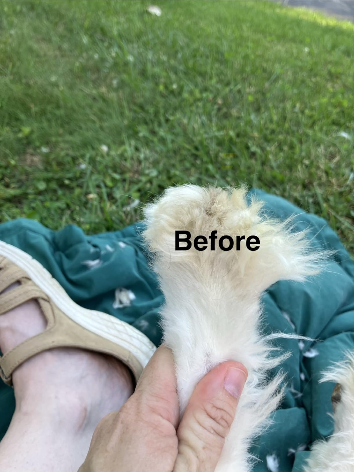 oneisall Dog Clippers and Paw Trimmer Kit for Small Large Dogs Cats | Low Noise, Powerful Motor, Cordless & Long Battery Life, Simple for Beginners, 6 Guide Combs, Removable & Rinsable Blade customer photo 2