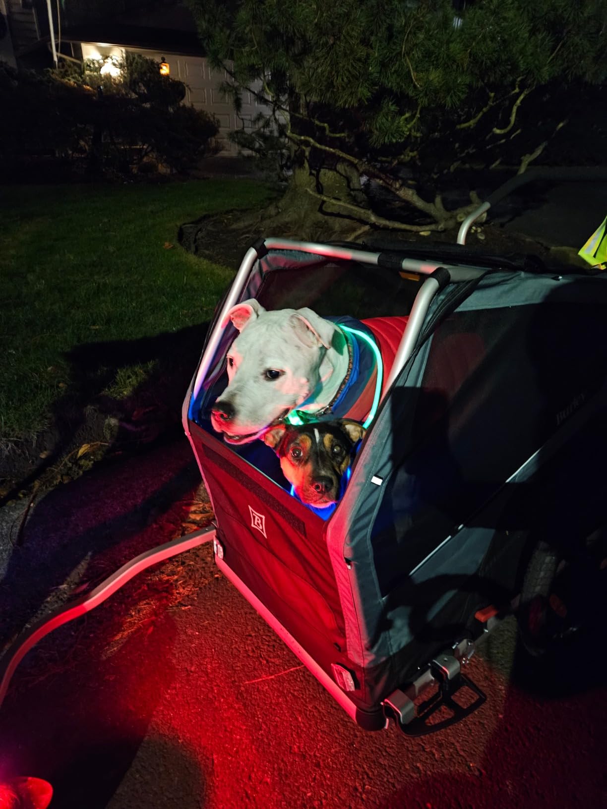 Burley Bark Ranger Pet Bike Trailer customer photo 1