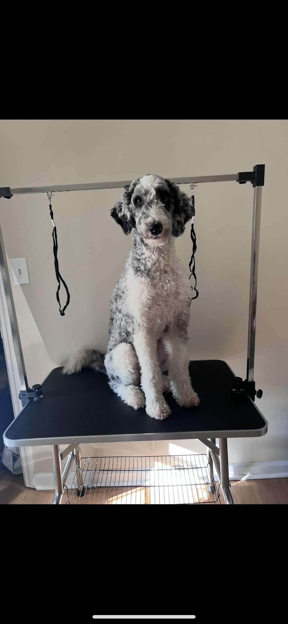 Lyromix 46''Large Dog Grooming Table, Adjustable Cat Drying Desktop with Arms, Nooses, Mesh Tray, Foldable Pet Station at Home, Maximum Capacity Up to 330Lb, 46inch, Black, 46in customer photo 2