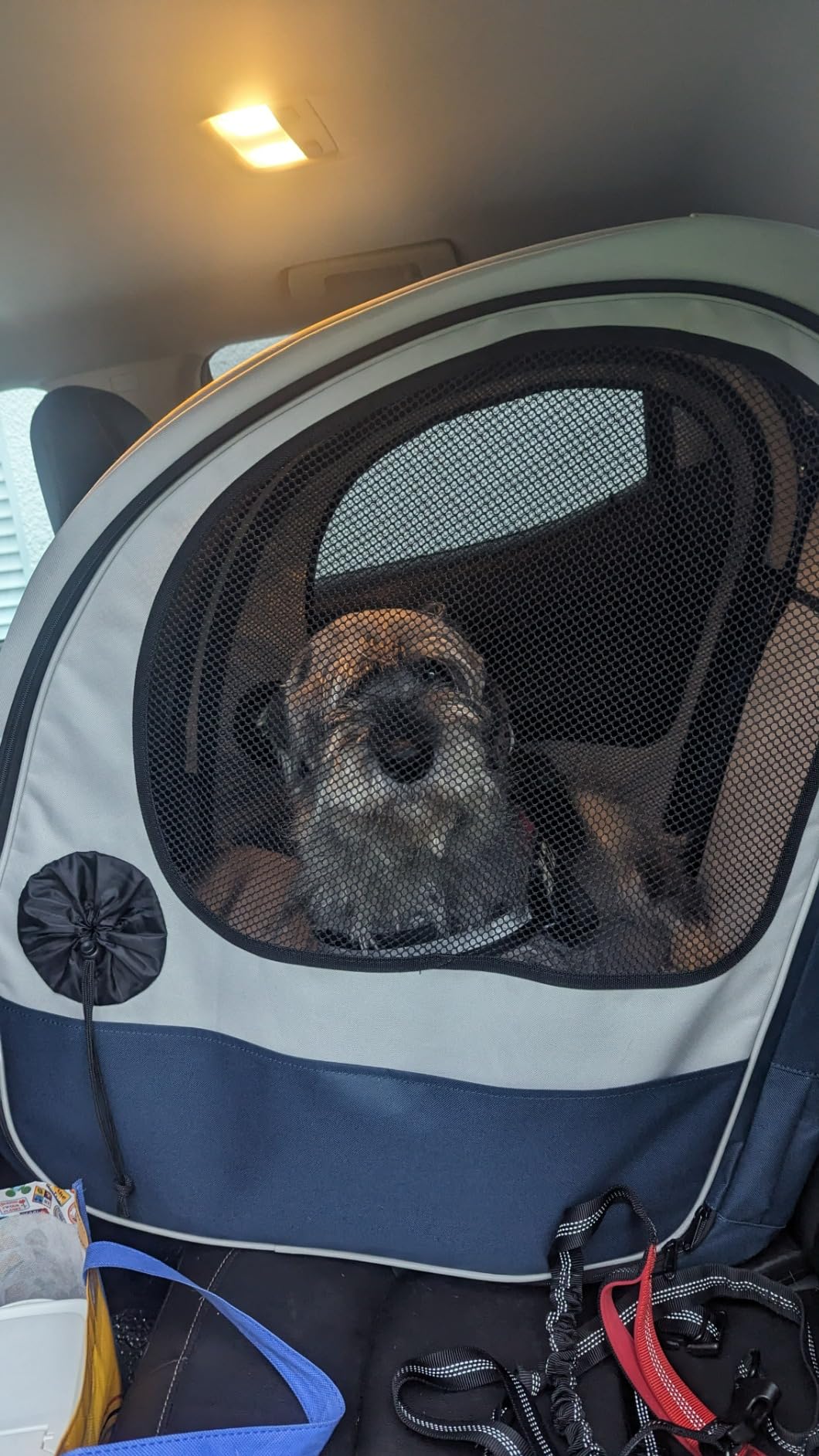 PetSafe Happy Ride Collapsible Travel Dog Crate | Mesh Sides for Ventilation, 2 Entry Doors, Removable Washable Fleece Pad Cover, Folds Flat for Storage, For Pets Up to 60 Lb customer photo 1