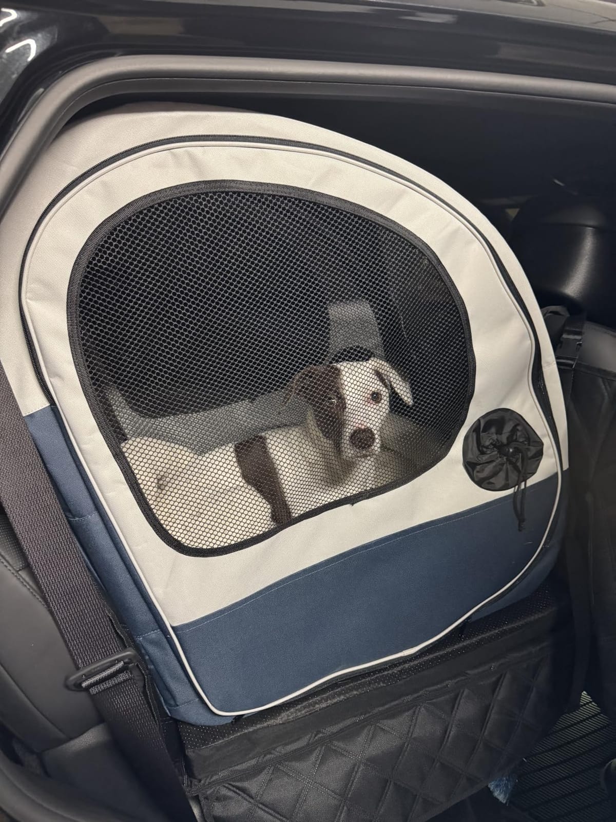 PetSafe Happy Ride Collapsible Travel Dog Crate | Mesh Sides for Ventilation, 2 Entry Doors, Removable Washable Fleece Pad Cover, Folds Flat for Storage, For Pets Up to 60 Lb customer photo 2