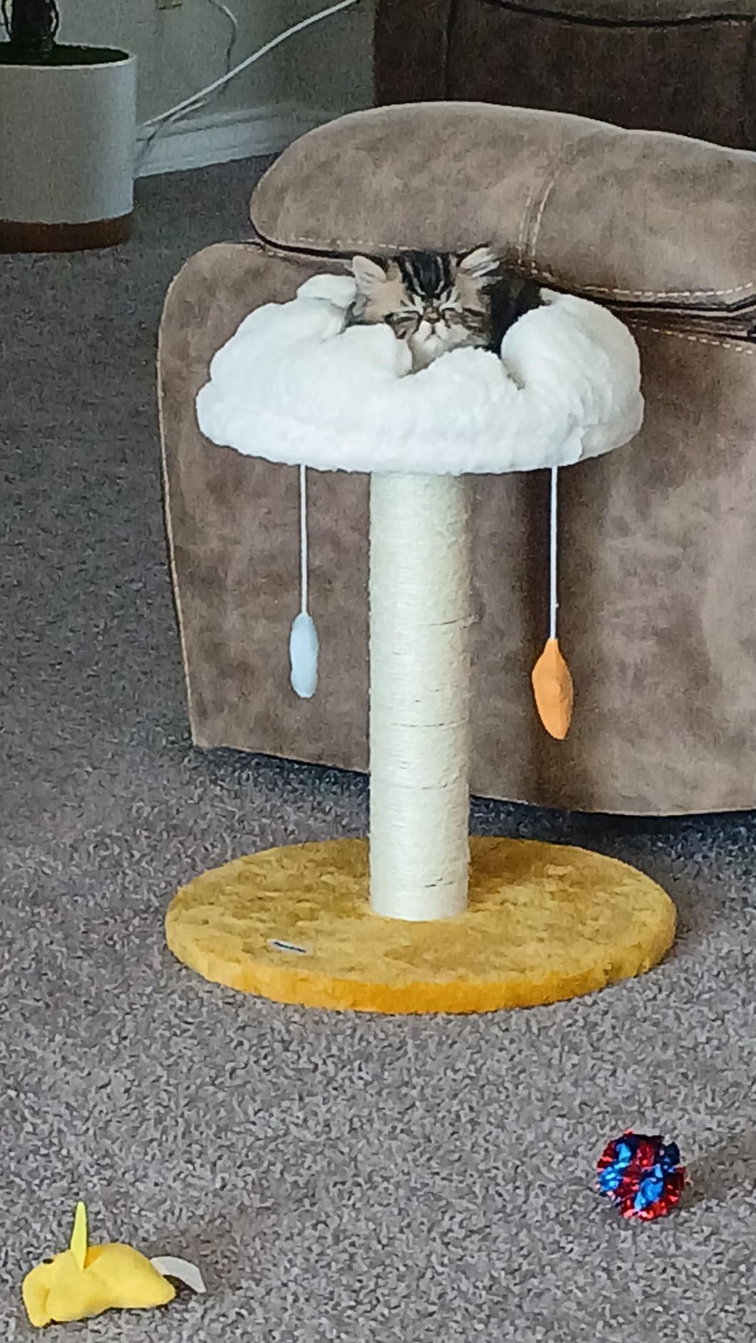 Cloud Cat Tree, Cat Scratching Post with Soft Bed for Kitten | Natural Sisal Posts, Small Cat tree, Kitten Scratching Post, Cute Toys & Catnip, Easy To Clean, Stable Structure, Home Decor customer photo 2