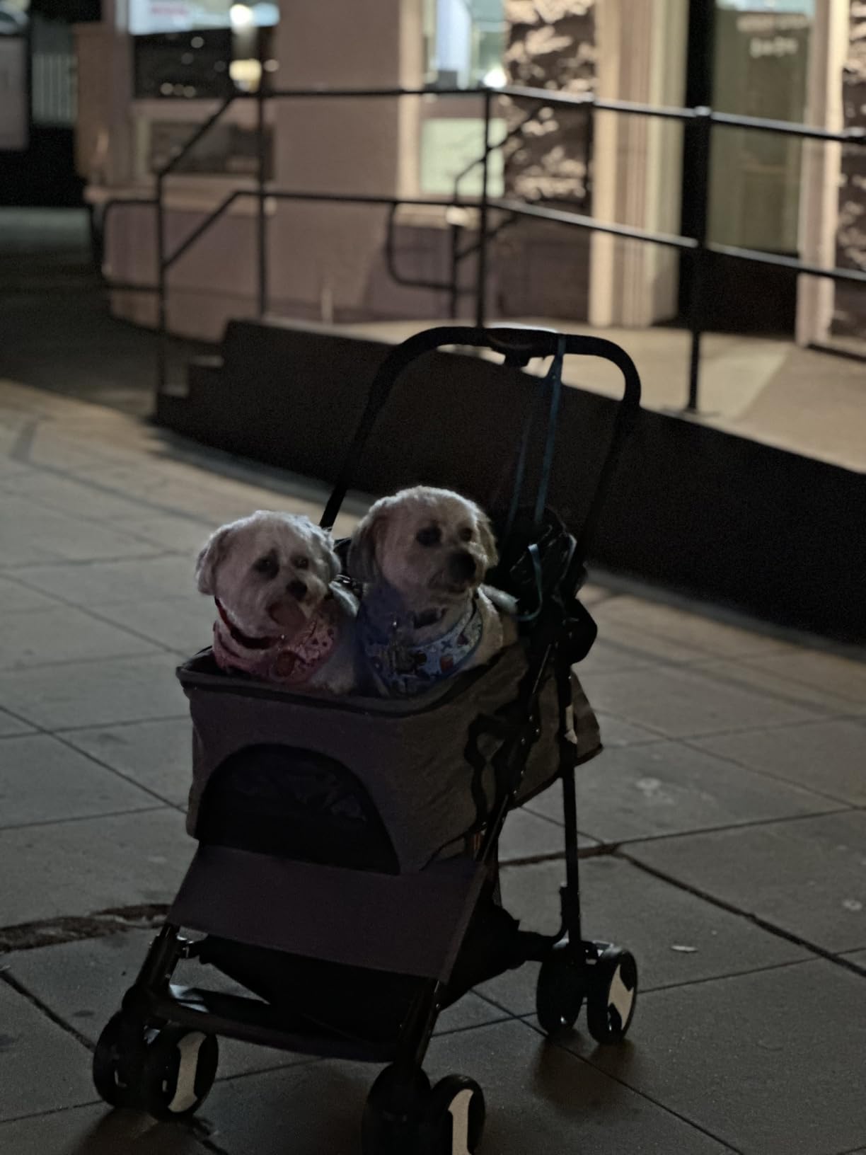 BestPet | 4-Wheel Foldable Pet Stroller | Grey | Lightweight & Portable | Detachable Travel Carrier with Mesh Windows, Storage Basket, Safety Brakes, and Waterproof Fabric | For Small Dogs and Cats customer photo 2