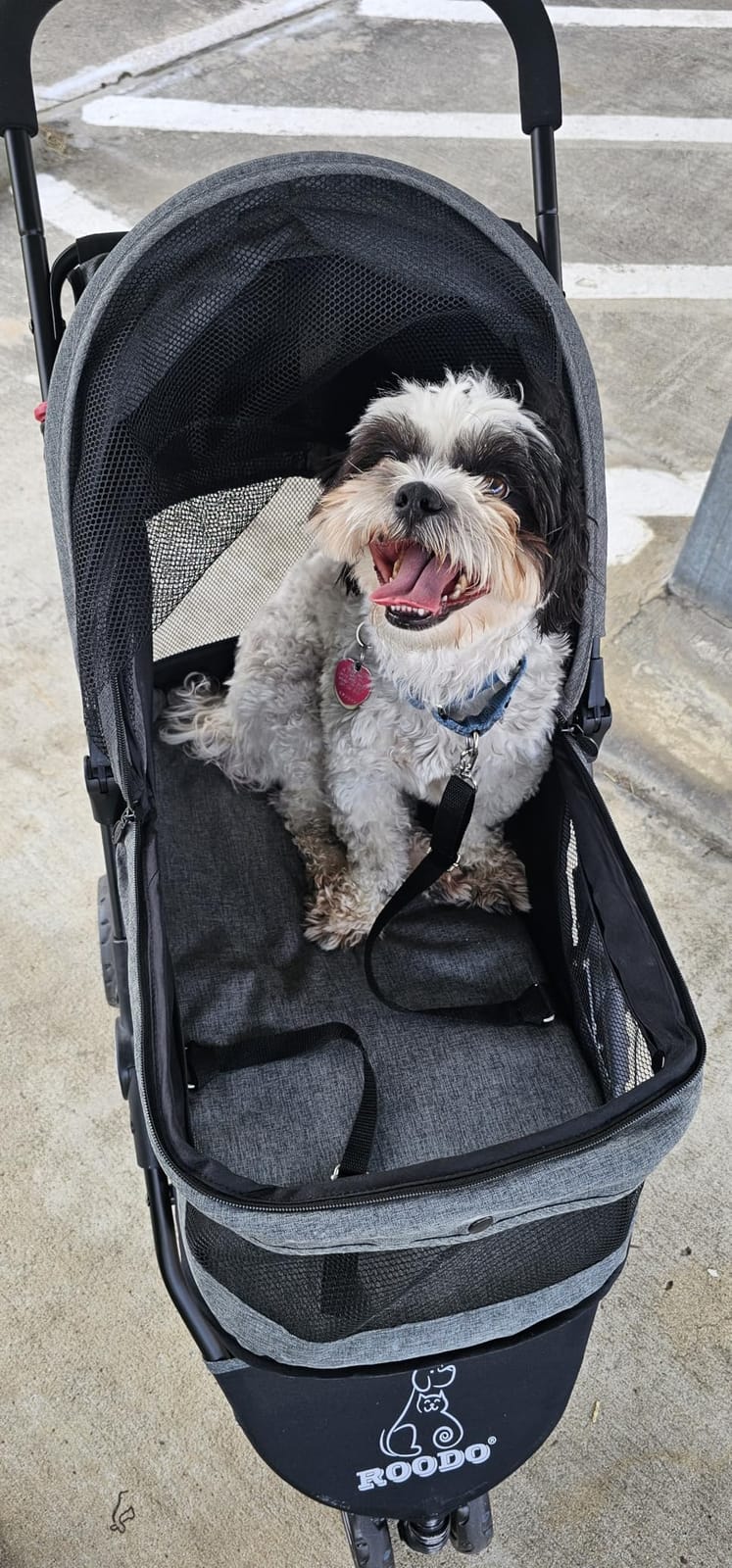 ROODO 3 Wheel Pet Stroller Best Lightweight Foldable Compact Portable Jogger All Terrain Travel Pet Gear Puppy Kitty Stroller for up to 30lbs Medium Small Dogs and Cats(Green) customer photo 1