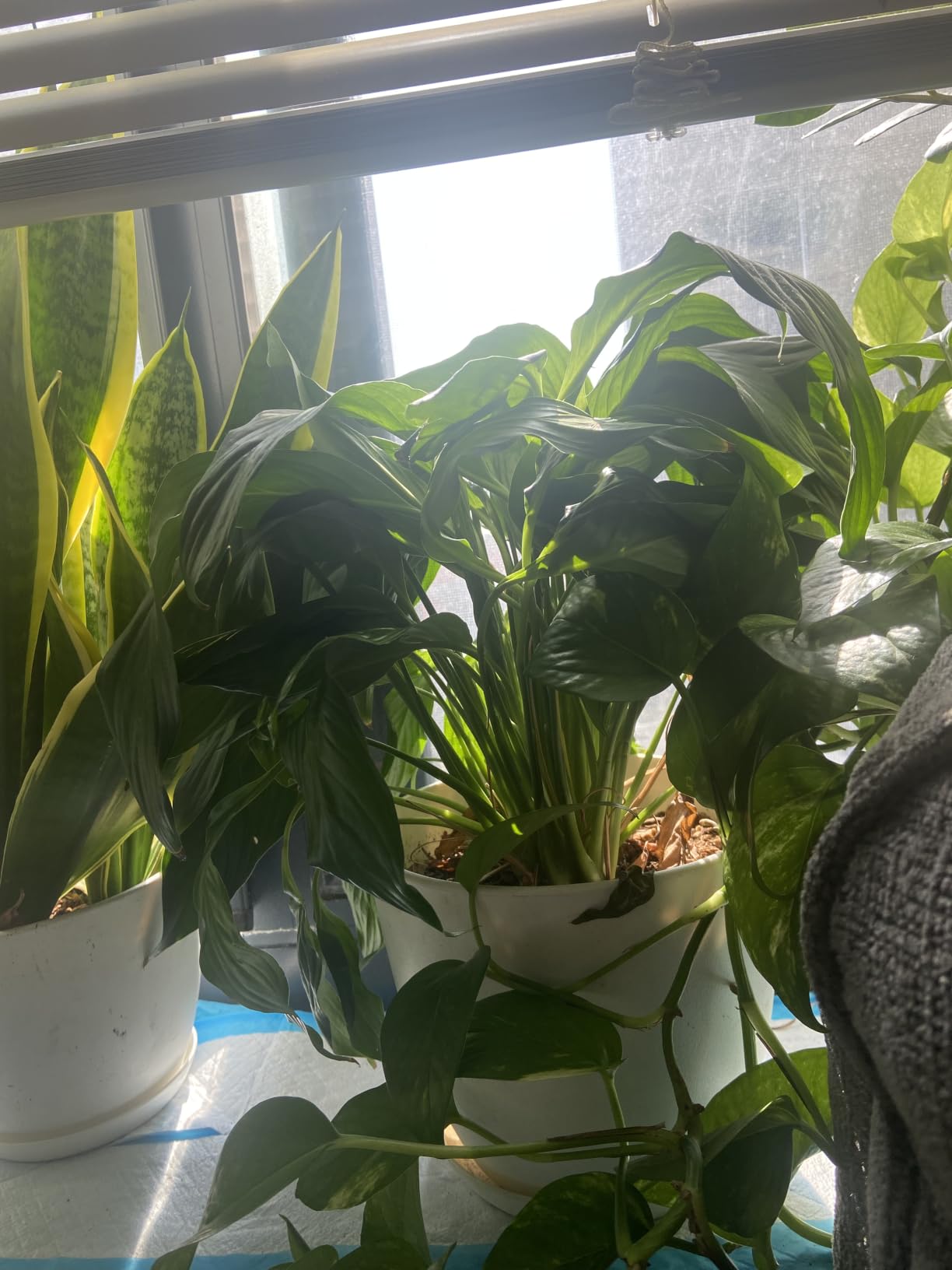 Plant Pots Indoor with Drainage, 5 Pack Multi-Size Planters Set, White customer photo 2