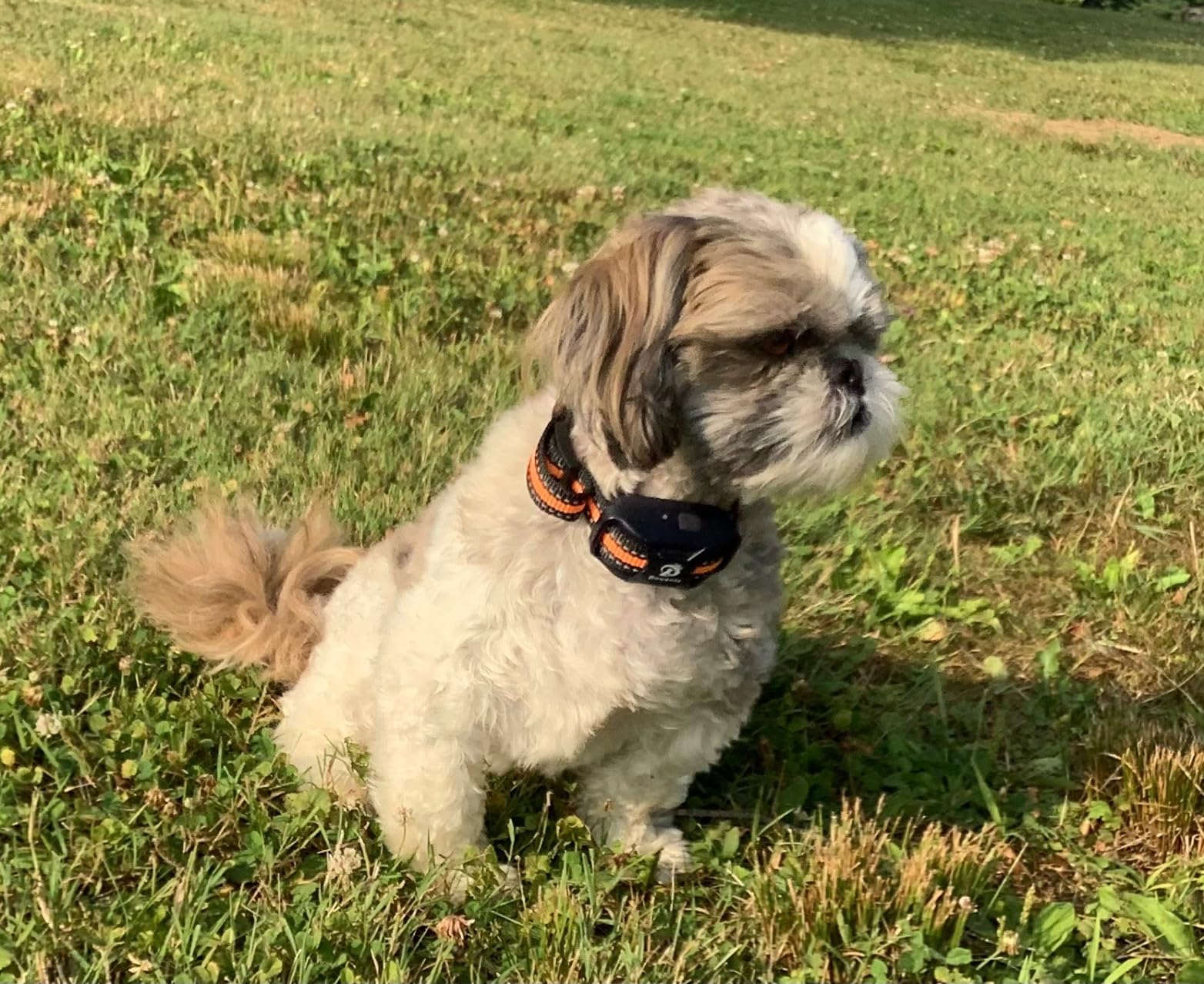 Bousnic Dog Shock Collar - 3300Ft Dog Training Collar with Remote for 5-120lbs Small Medium Large Dogs Rechargeable Waterproof e Collar with Beep (1-8), Vibration(1-16), Safe Shock(1-99) (Orange) customer photo 1