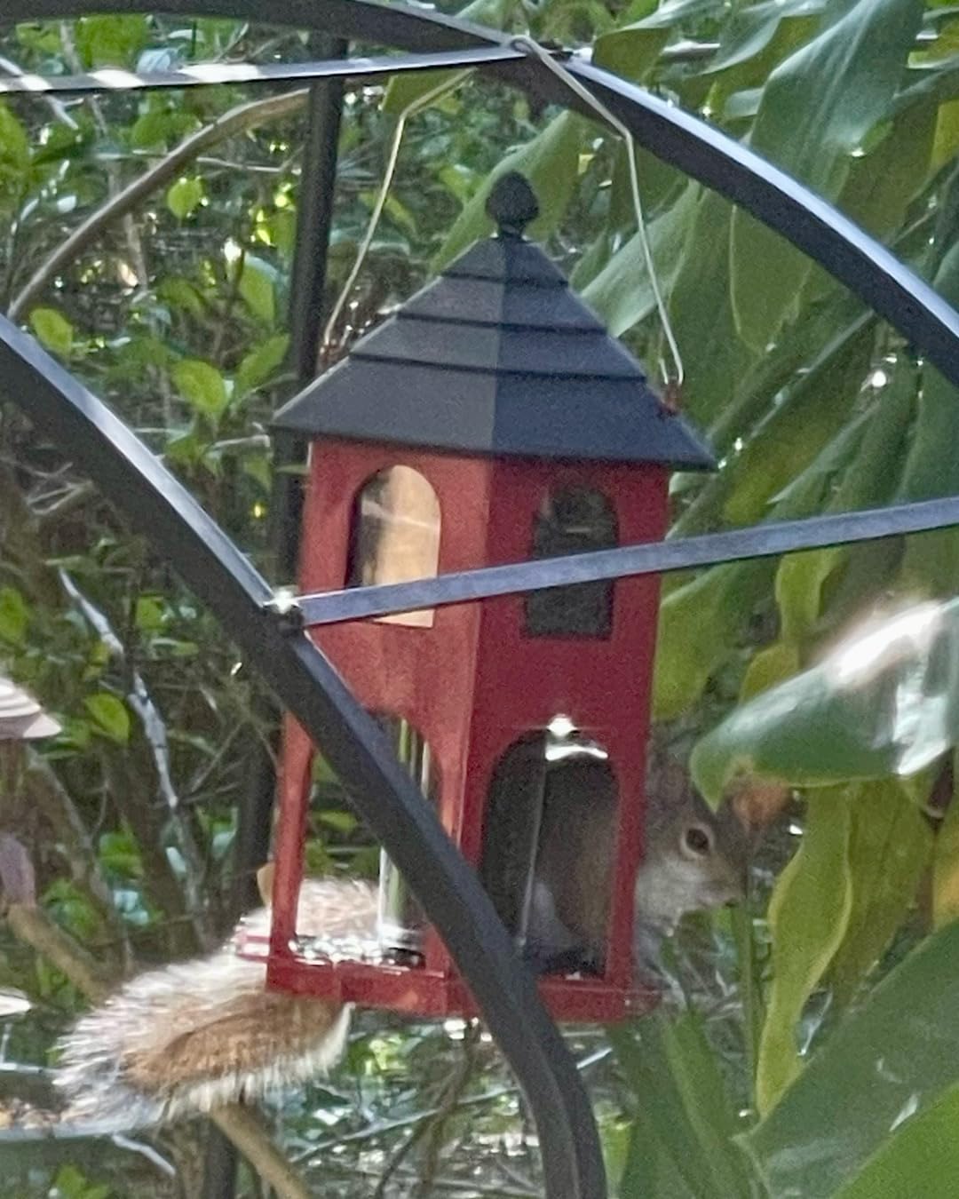 Kingsyard Metal Bird Feeder for Outdoor Hanging, Wild Bird Feeders with Circular Perch, Easy to Clean & Refill, 4 lbs Large Seed Capacity, Red customer photo 1