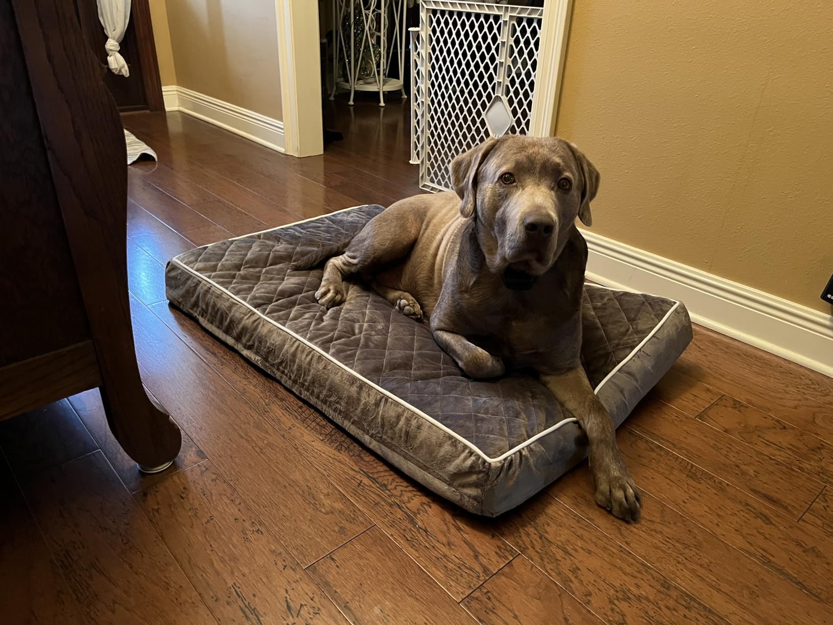 WNPETHOME Orthopedic Waterproof Extra Large Senior Dogs Bed for Comfy Sleep | XL Washable Pet Bed with Removable Cover, Multi-Needle Quilting XL Crate Bed for Large Sized Dog Relax, Light Grey 42x30 Inch customer photo 2