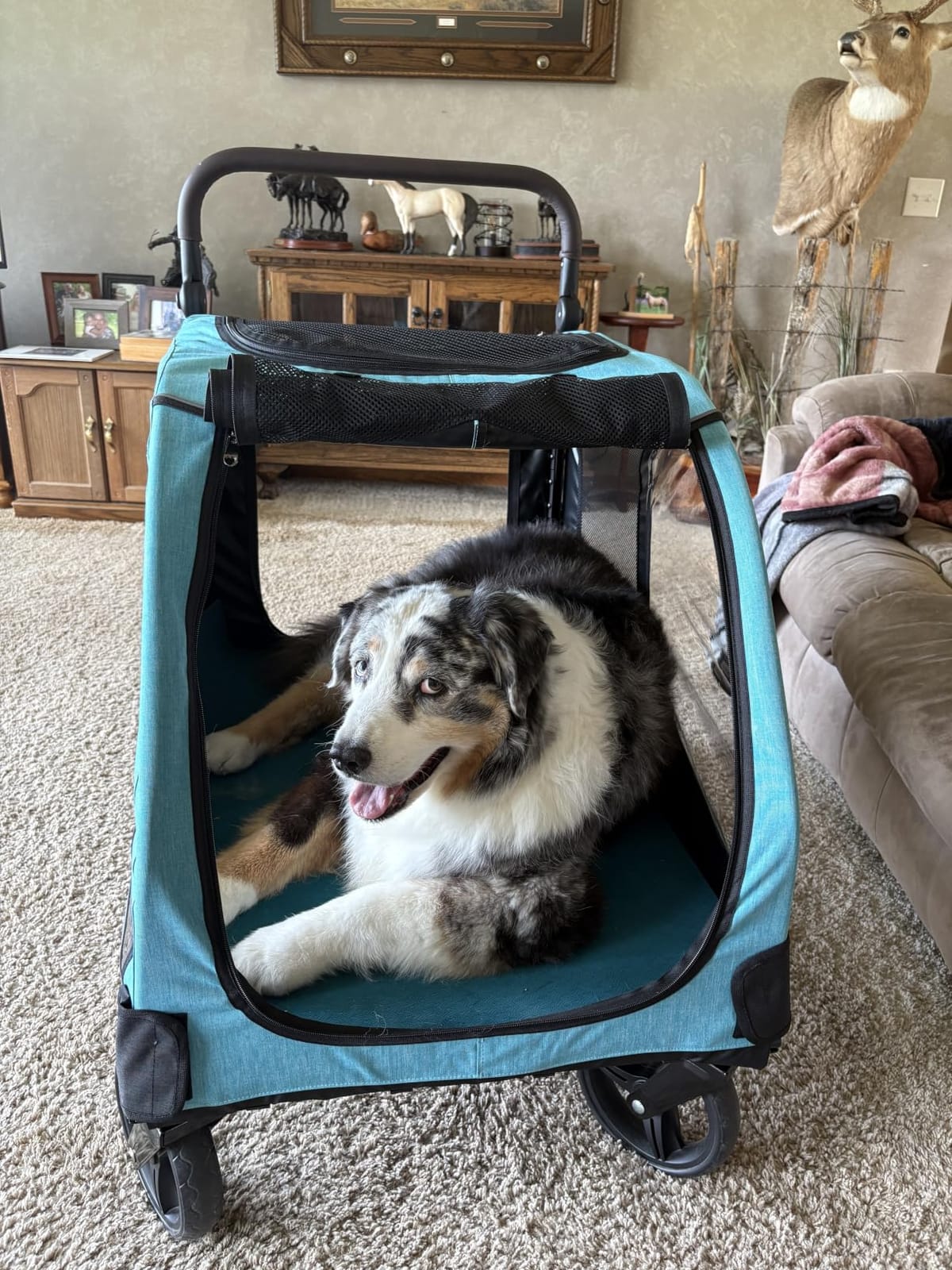 Saudism Dog Stroller for Large Dogs, Extra Large Pet Stroller for Medium Dogs, Dog Wagon Carriage, Foldable Design, Adjustable Handle, with Pocket, Up to 130 lbs, Blue customer photo 1