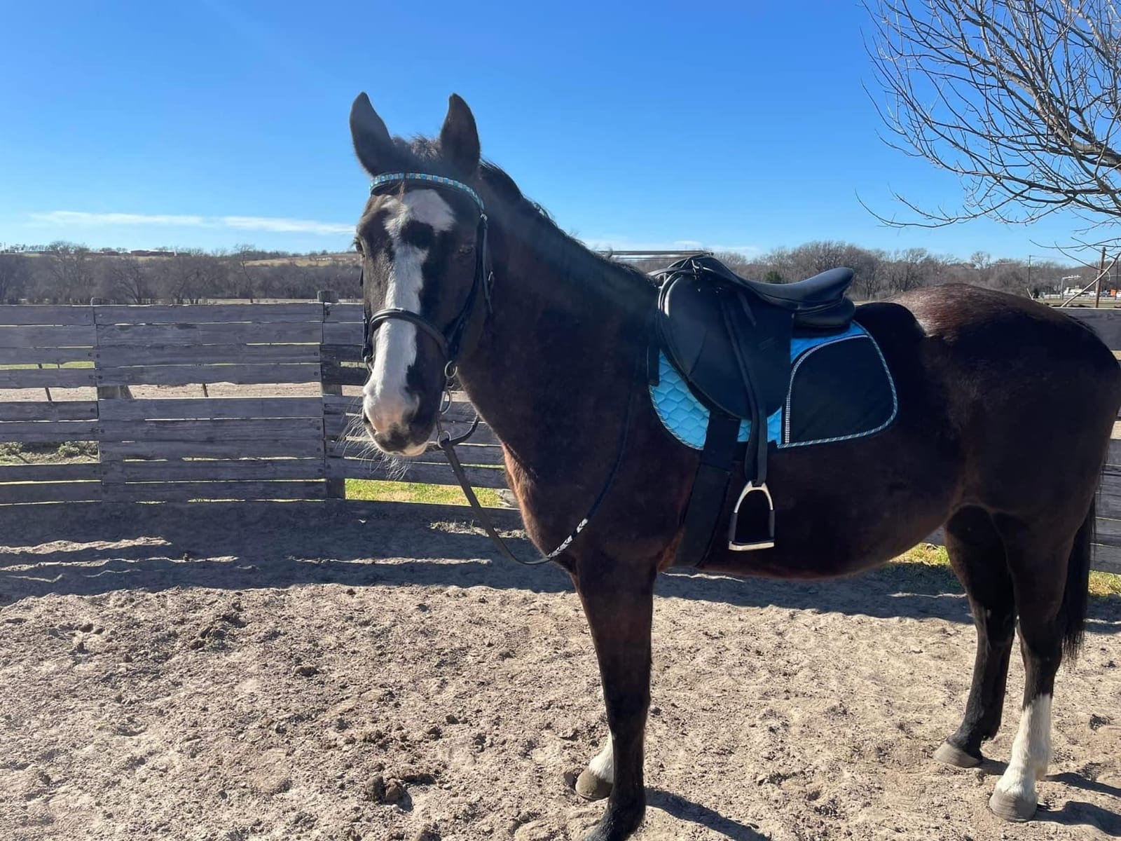 Vegan-X All Purpose IGP Saddle - Synthetic Lightweight Saddle for Equestrian Horse Riding customer photo 2