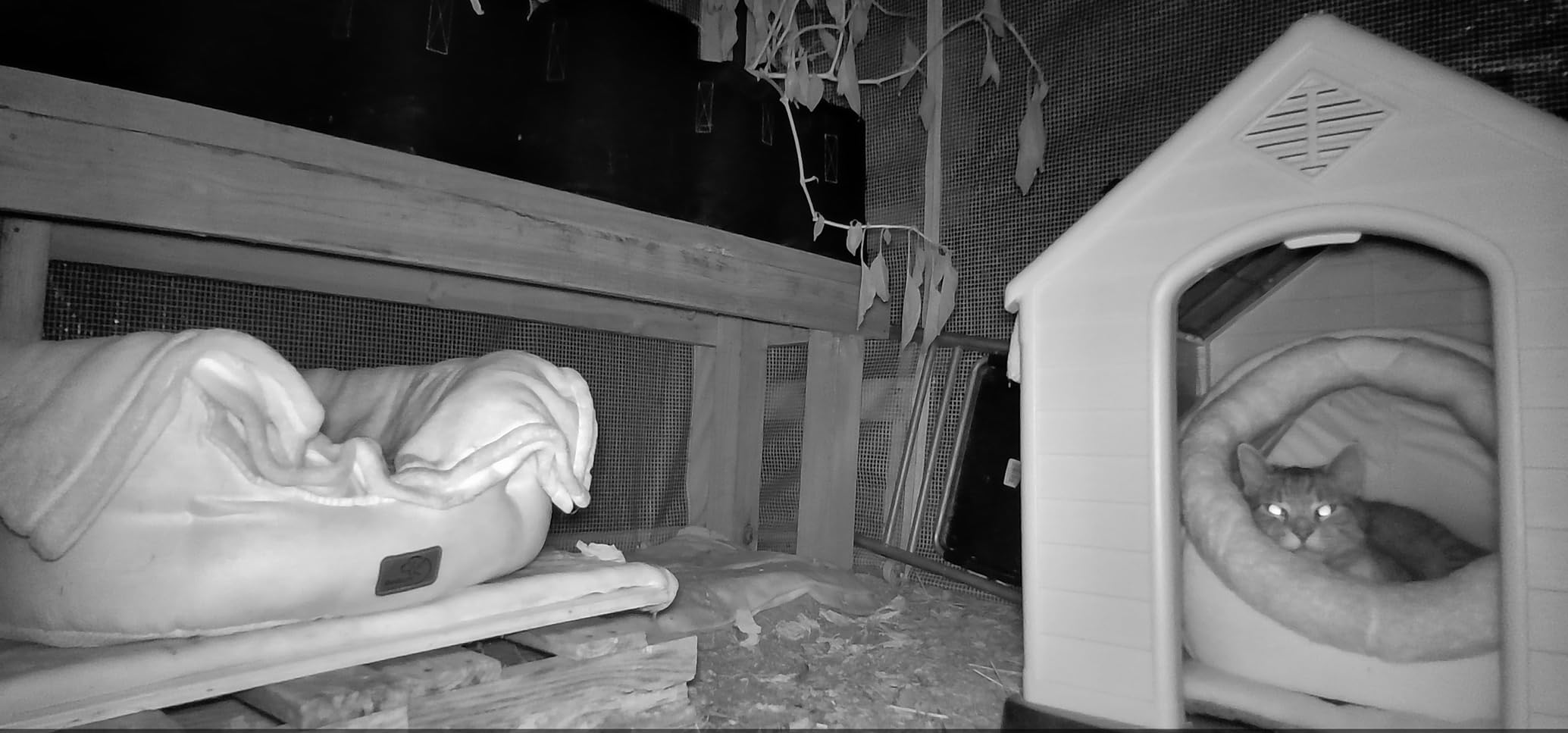 FDW | Dog House | 28