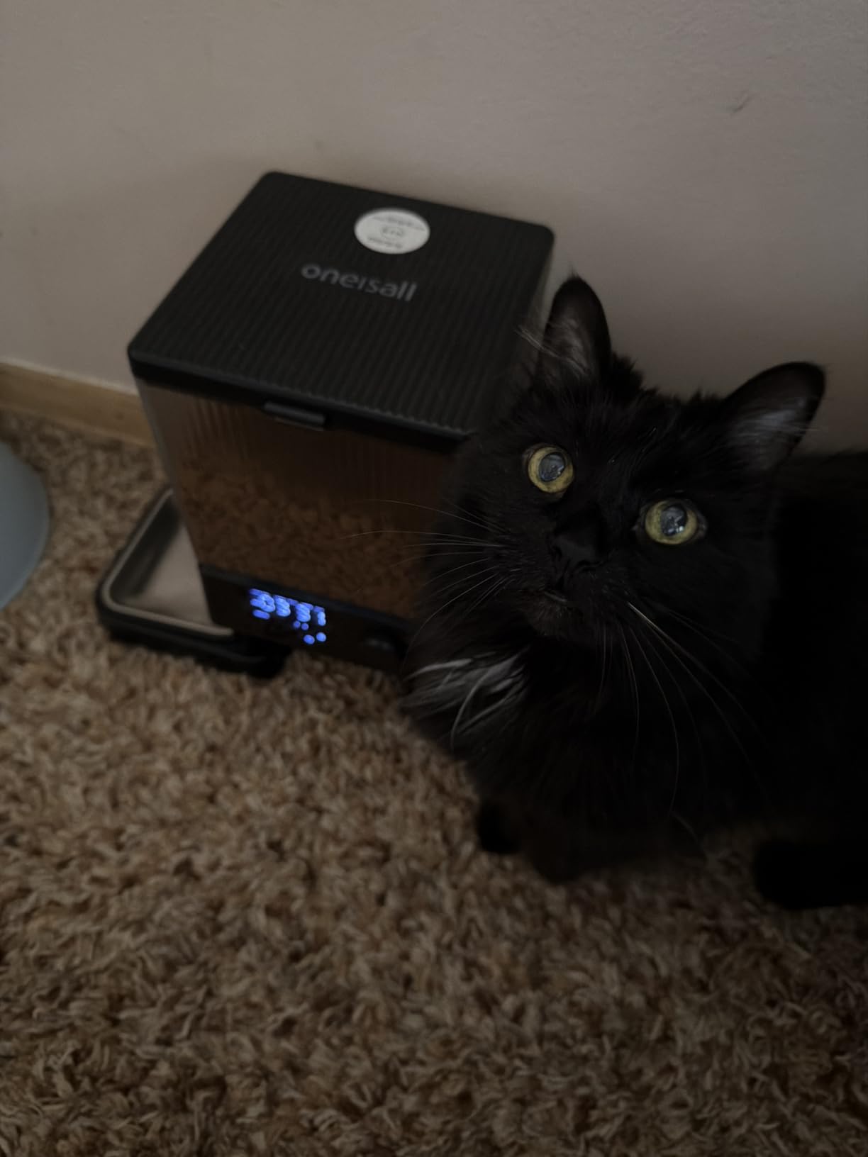 oneisall Automatic Cat Feeder for 2 Cats Pets, Timed Cat Food Dispenser | 20 Cups/5L, Prevent Fighting, Precise Portion, Balanced Dispense, Non-Slip & Stable, Voice Recorder, Stainless Steel Bowls customer photo 2
