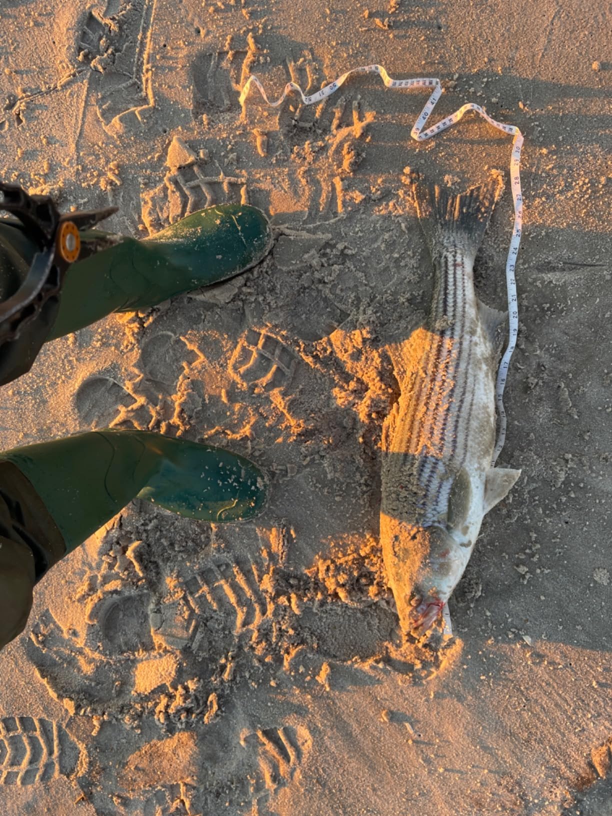Shimano 23 Sedona Spinning Reel customer photo 2