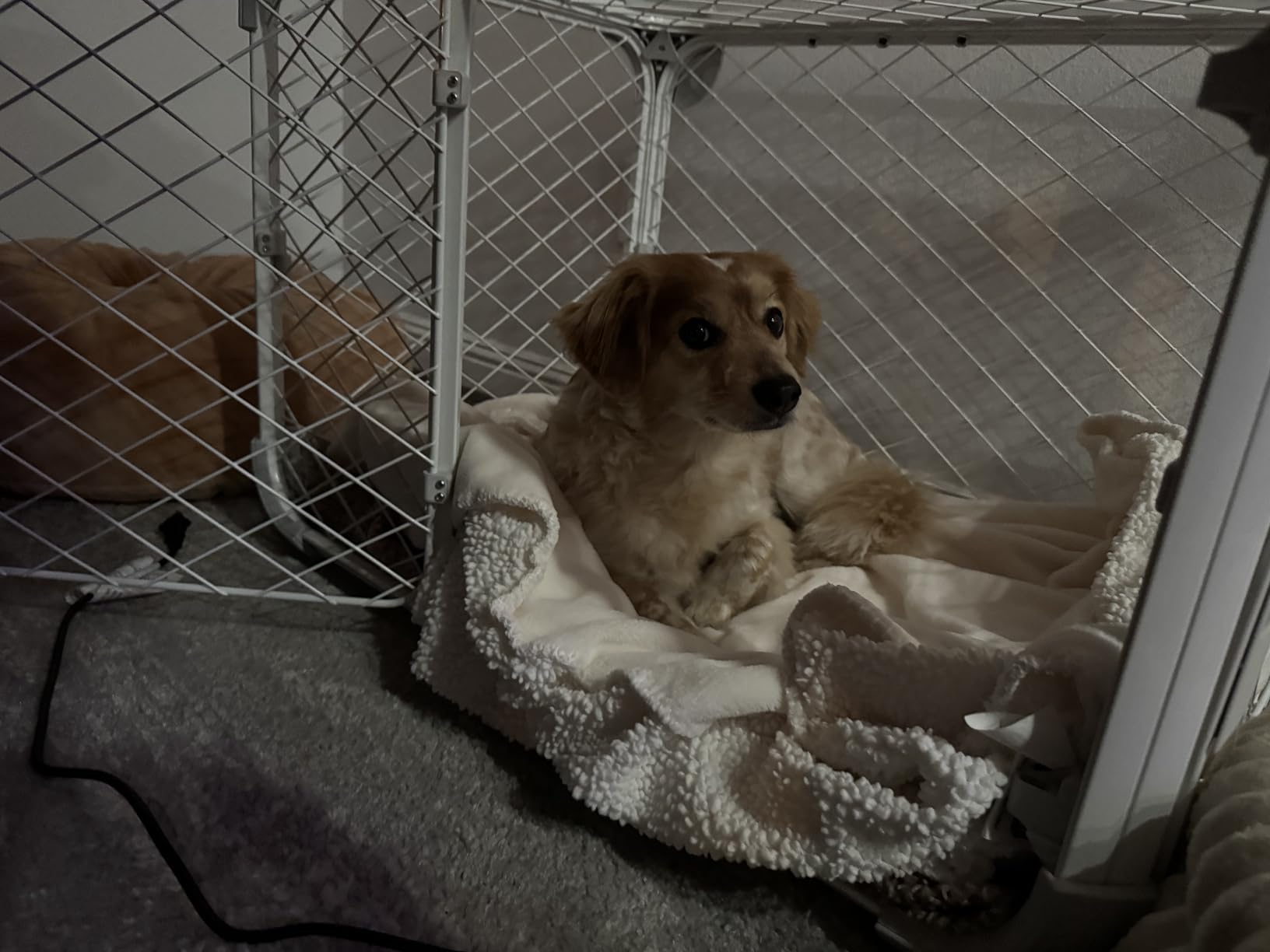DIGGS Evolv Dog Crate - Slim, Durable Dog Kennel with Removable Ceiling Panel and Modular Design - Safe, Stylish, and Convenient (Ash, Small) customer photo 1