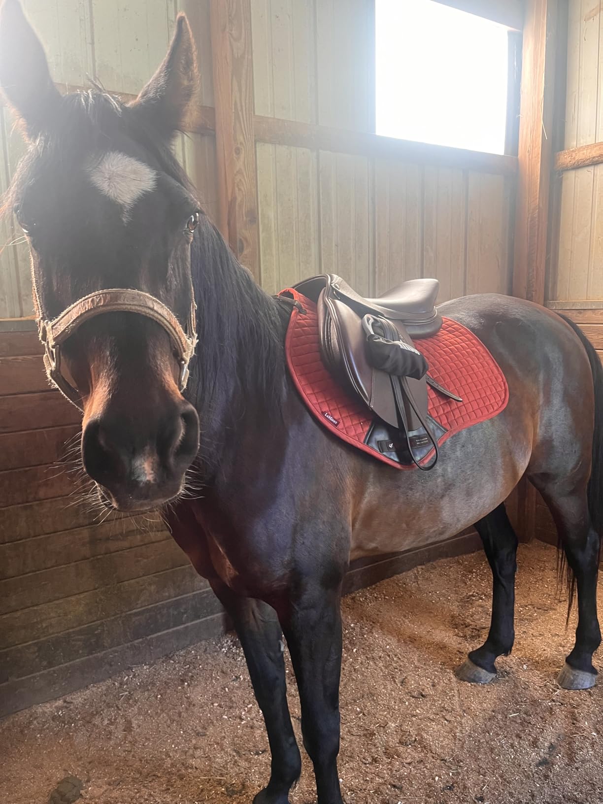 Novice Club Close Contact Saddle - Beginner Jumping Saddle with Flatter Seat, Padded Flaps & Knee Rolls customer photo 1