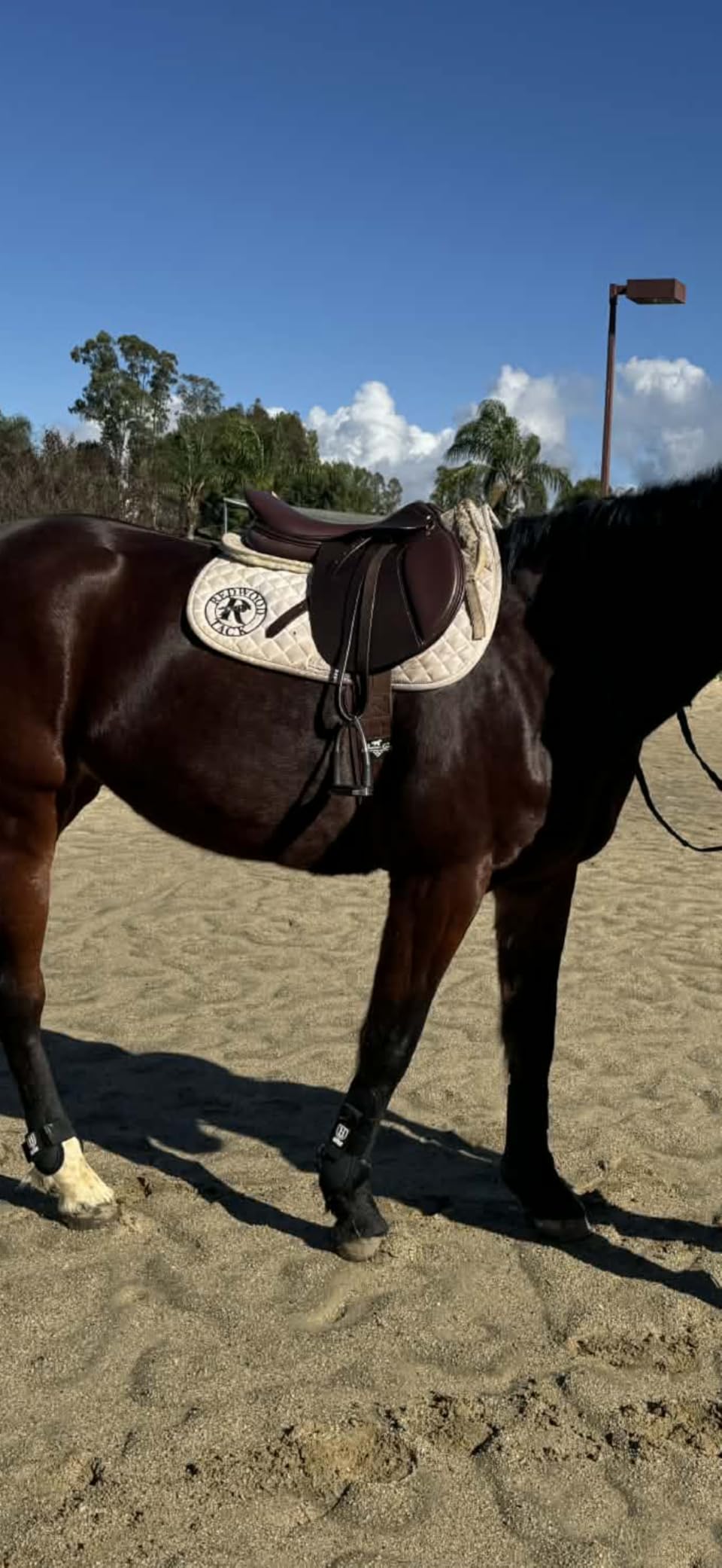 Novice Club Close Contact Saddle - Beginner Jumping Saddle with Flatter Seat, Padded Flaps & Knee Rolls customer photo 2