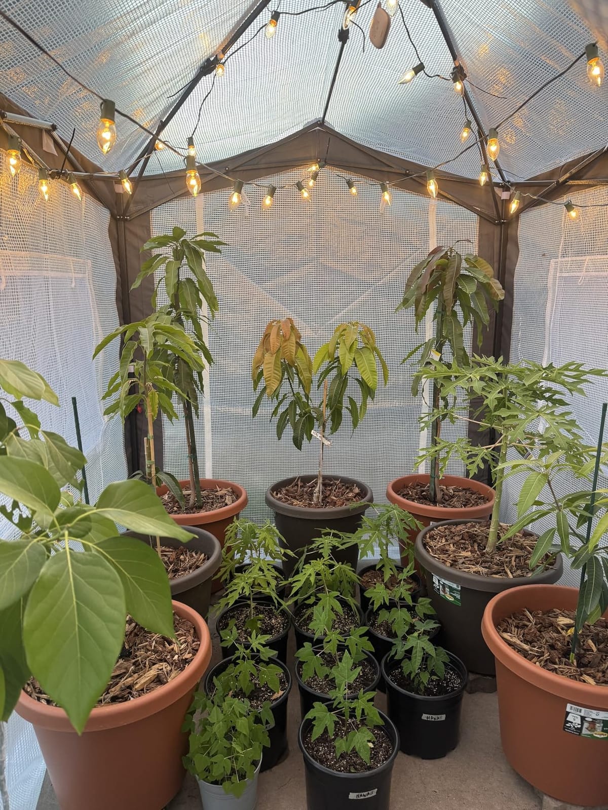 EAGLE PEAK 8x6 Walk in Pop Up Greenhouse, Gray/White | Reinforced Corners, Pop Up Greenhouse for Winter, One Person Easy Setup PeakPush Center Lock, Zippered Doors & Mesh Windows customer photo 1