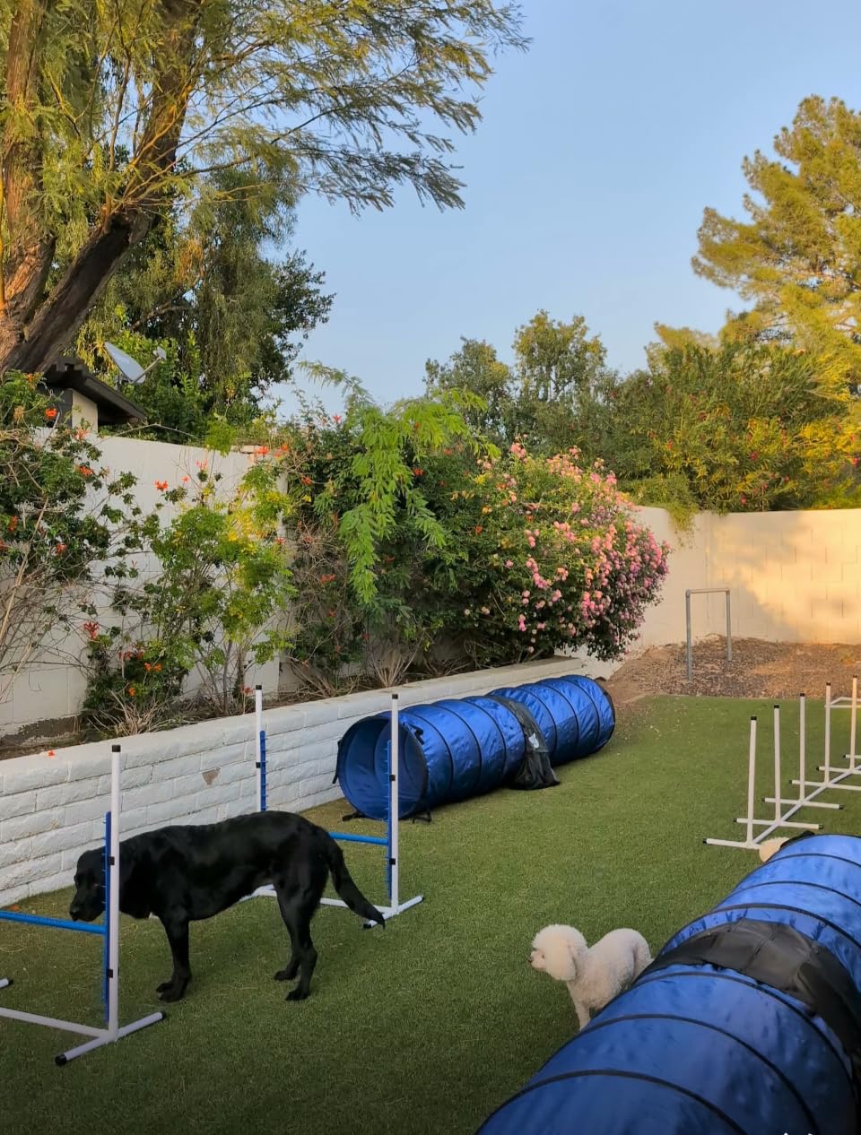 Better Sporting Dogs Elite Agility Set for Dogs, 7Pc Kit | Safety-Focused Features, (2) Bar Jumps w/ Cup Strips, Breakaway Tire Jump, 6 Weave Poles, (2) 10' Tunnel & Sandbags customer photo 1