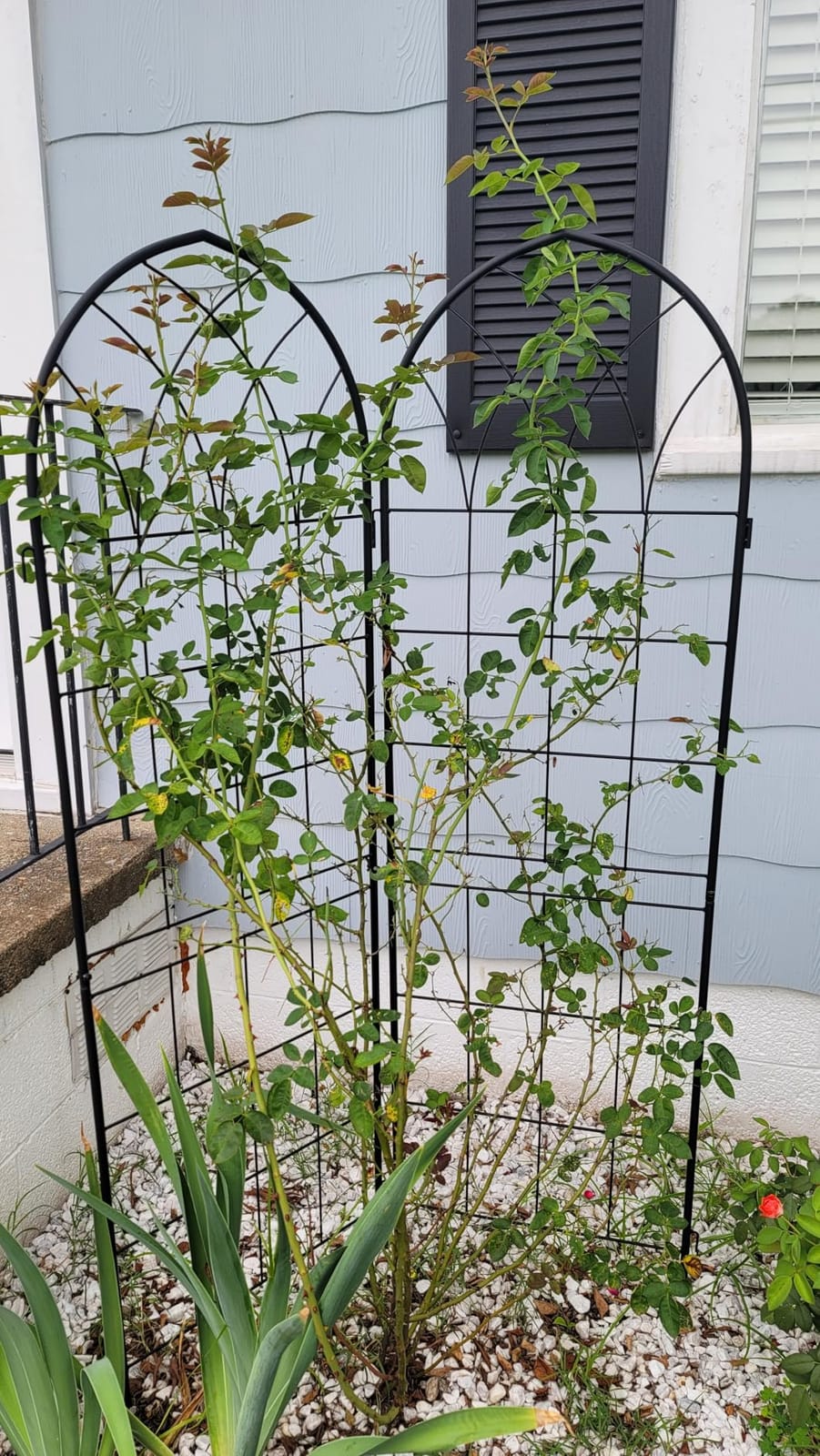 LZRS 2 Pack 71x20in Rustic Iron Arch Decoration Garden Trellis with Black Metal Coating customer photo 2
