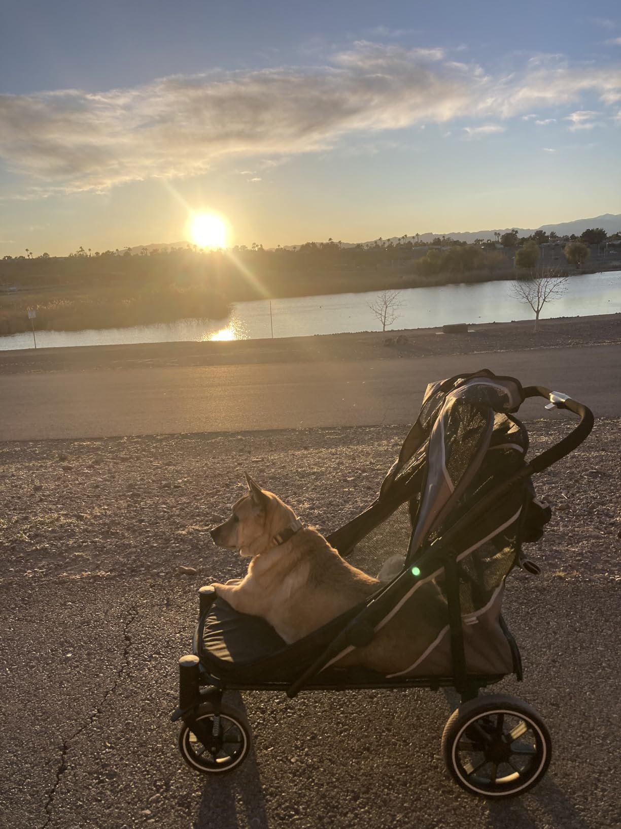 Dog Stroller for Medium/Large Dogs One-Click Folding, Extra Large Pet Stroller for 2 Dogs with Storage Pocket & Shock Absorption, Up to 130 lbs, Grey customer photo 1