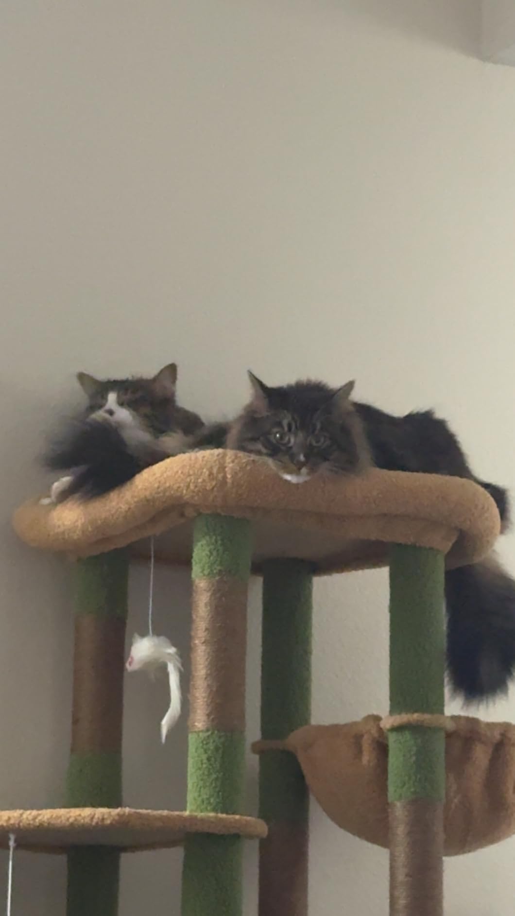 Globlazer Cat Tower for Indoor Cats, Heavy Duty Cat Trees for Large Cats Adult Big Cats Maine Coon Cat Tree Tower with Scratching Post, Extra Large Top Perch, Cat Condos, F61, Light Grey, 61inch customer photo 1