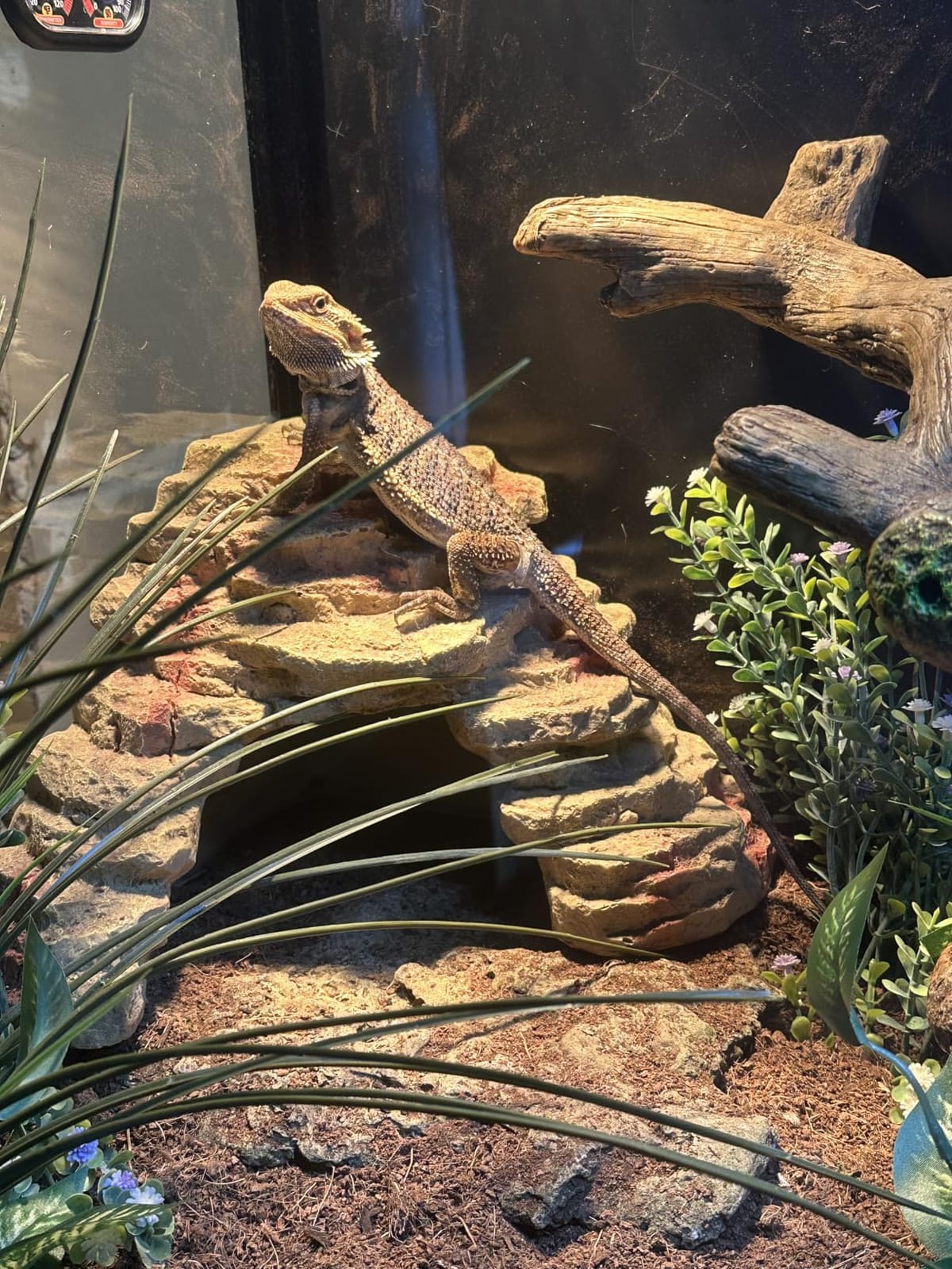 Phailozoo 50 Gallon Reptile Enclosure, Colorful Aluminum Frame Reptile Tank | Heavy Duty Mesh Top for Ventilation, Front Sliding Tempered Glass Door with Handles Easy for Maintenance customer photo 1