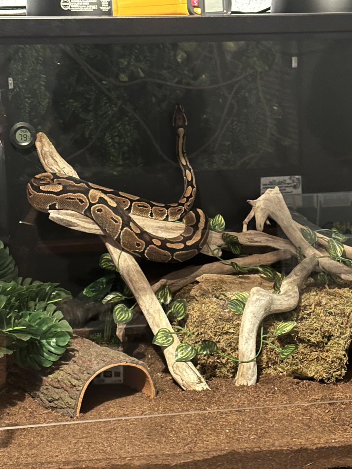 Phailozoo 50 Gallon Reptile Enclosure, Colorful Aluminum Frame Reptile Tank | Heavy Duty Mesh Top for Ventilation, Front Sliding Tempered Glass Door with Handles Easy for Maintenance customer photo 2