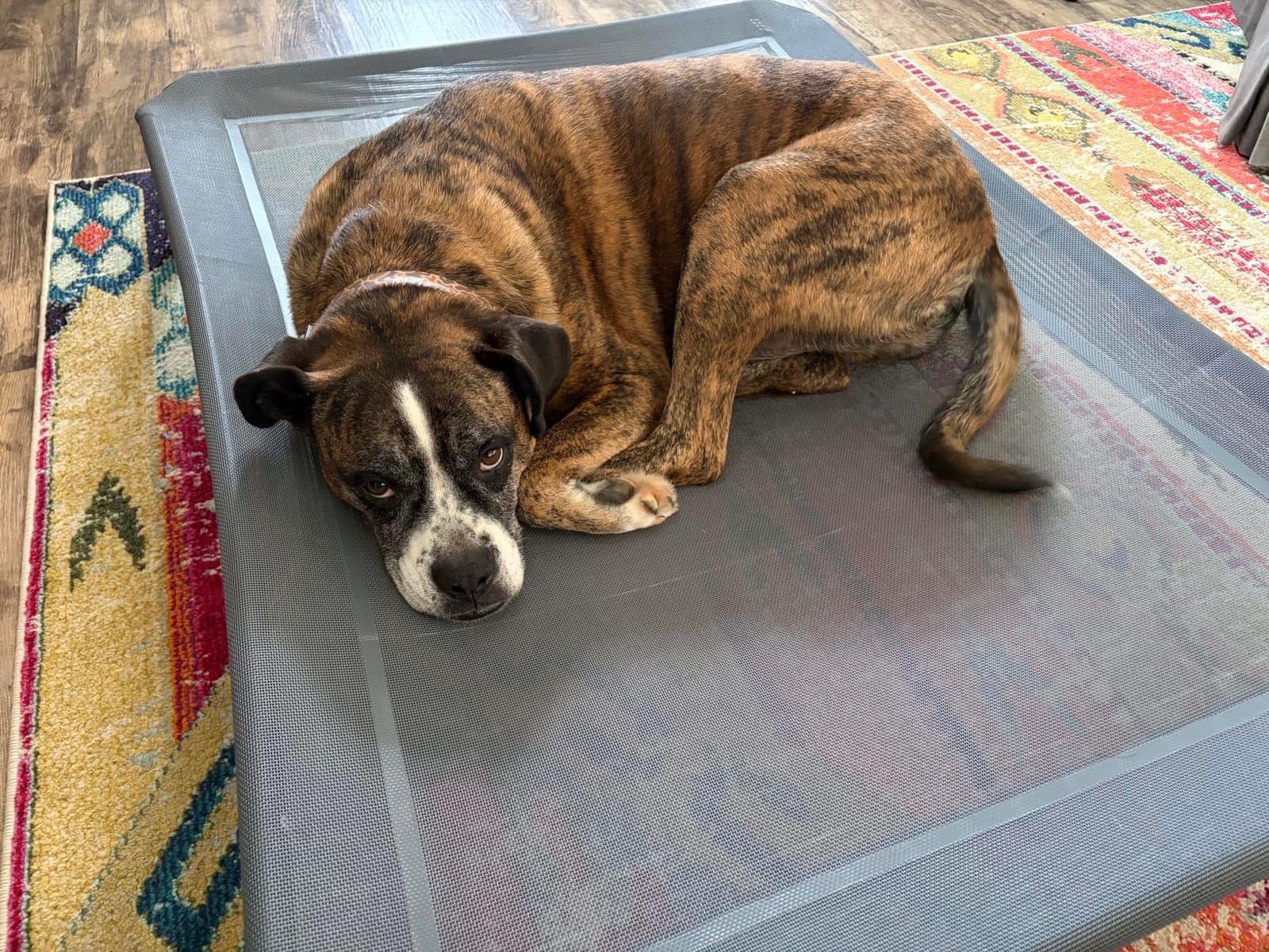 Czpalo Outdoor Elevated Dog Bed for Large Sized Dogs, No-Tool Assembly - Raised design promotes airflow, tool-free assembly, easy-to-clean mesh, portable, with anti-skid feet, Indoor/outdoor use customer photo 2