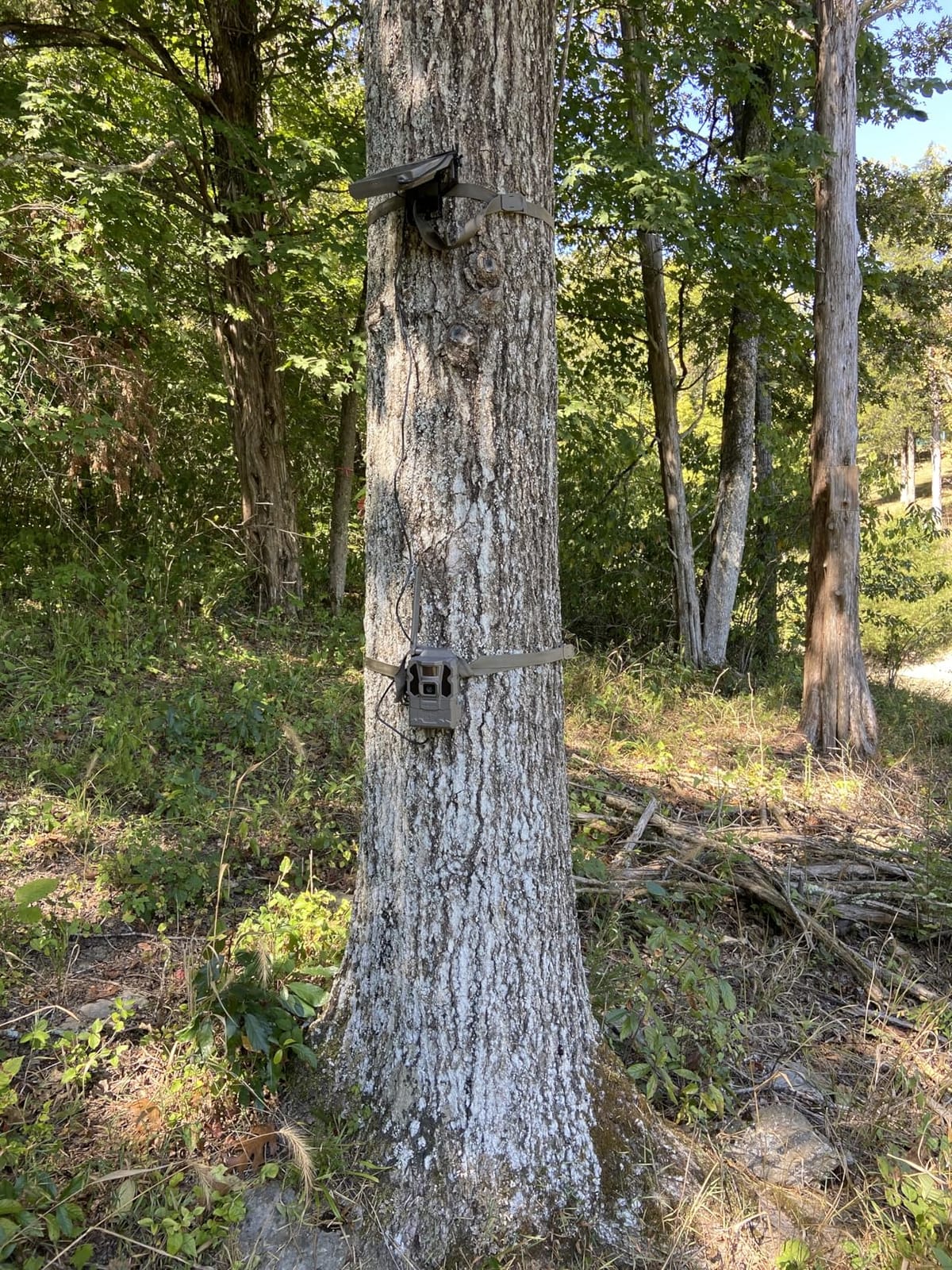 TACTACAM Reveal X Gen 3.0 Cellular Trail Camera - Multi Carrier, HD Photos & Videos, Pre-Installed Antenna, Built-in GPS, Best Battery Life, Low-Glow IR Flash, Fast Trigger Speed + Reveal Solar Panel customer photo 2