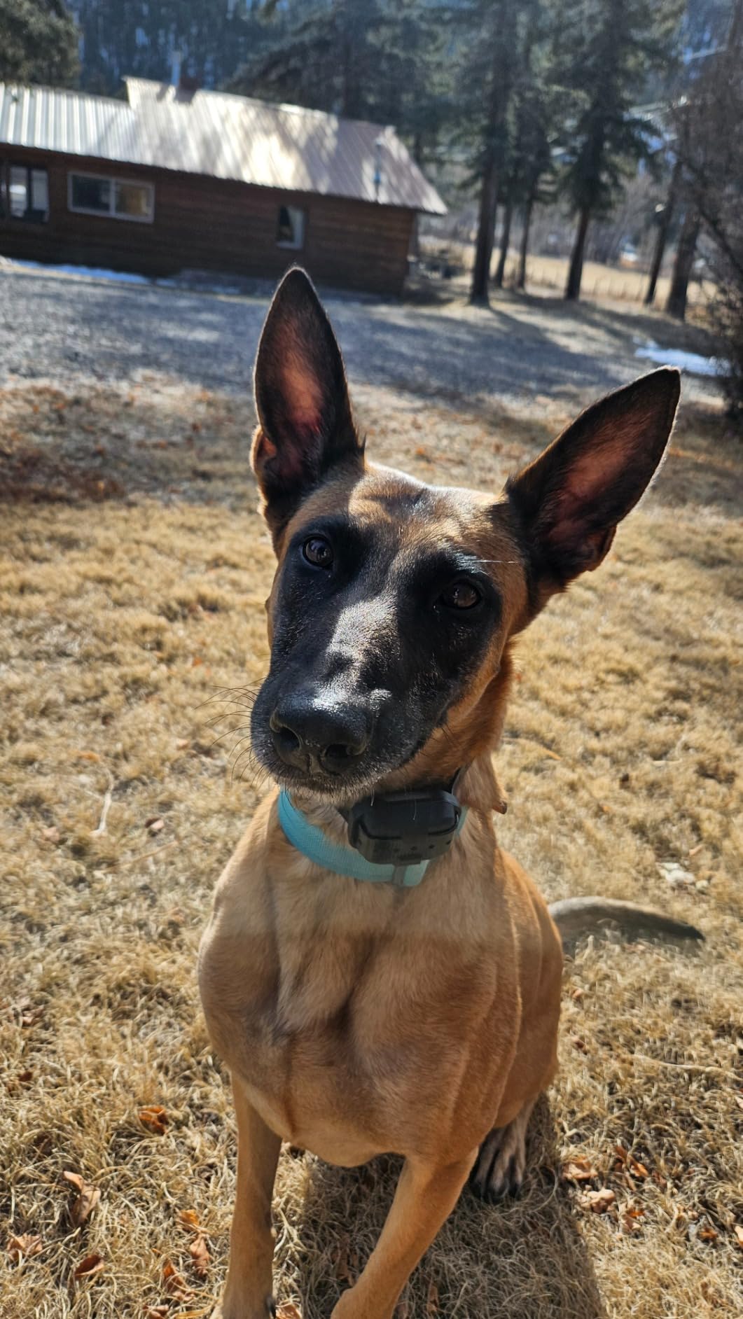 Dogtra 280X E-Collar with Remote [New Edition] 10 lbs+, 1/2 Mile Range, LED Light, 100 Levels of Precise Control for Stubborn Dogs, Waterproof, Boost for Quick Recall, Vibration, Safety Lock & Tone customer photo 2