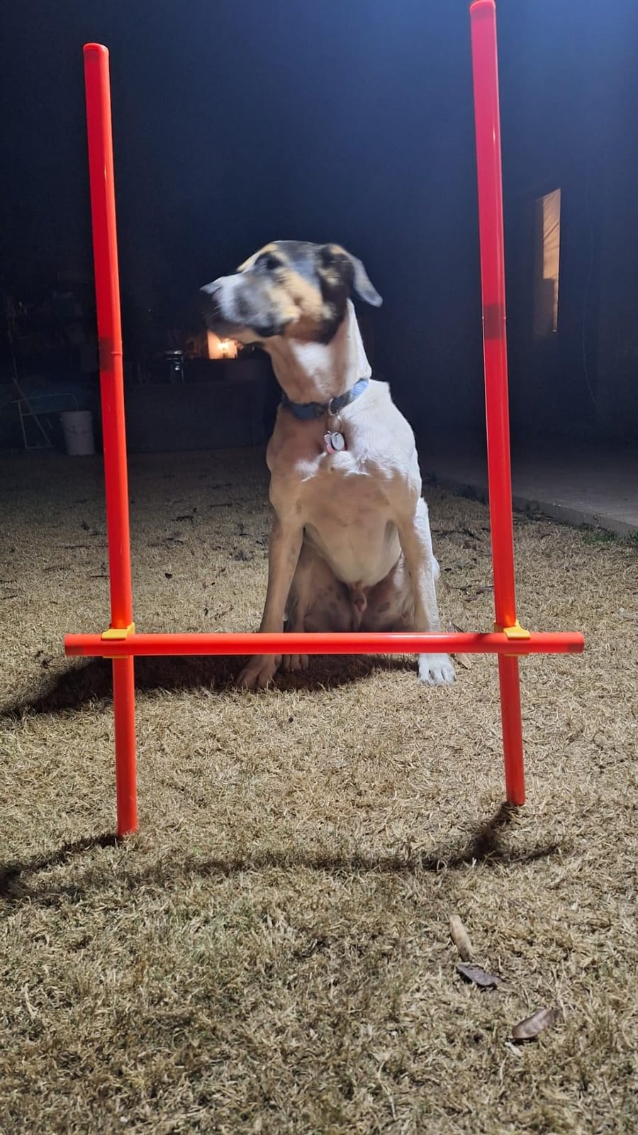 XiaZ Dog Agility Course Backyard Set, Dog Obstacle Course Training Starter Kit Pet Outdoor Game with Tunnel, Agility Hurdle, Weave Poles, Jump Ring, Pause Box, Collapsible Dog Bowls and Storage Bag customer photo 2