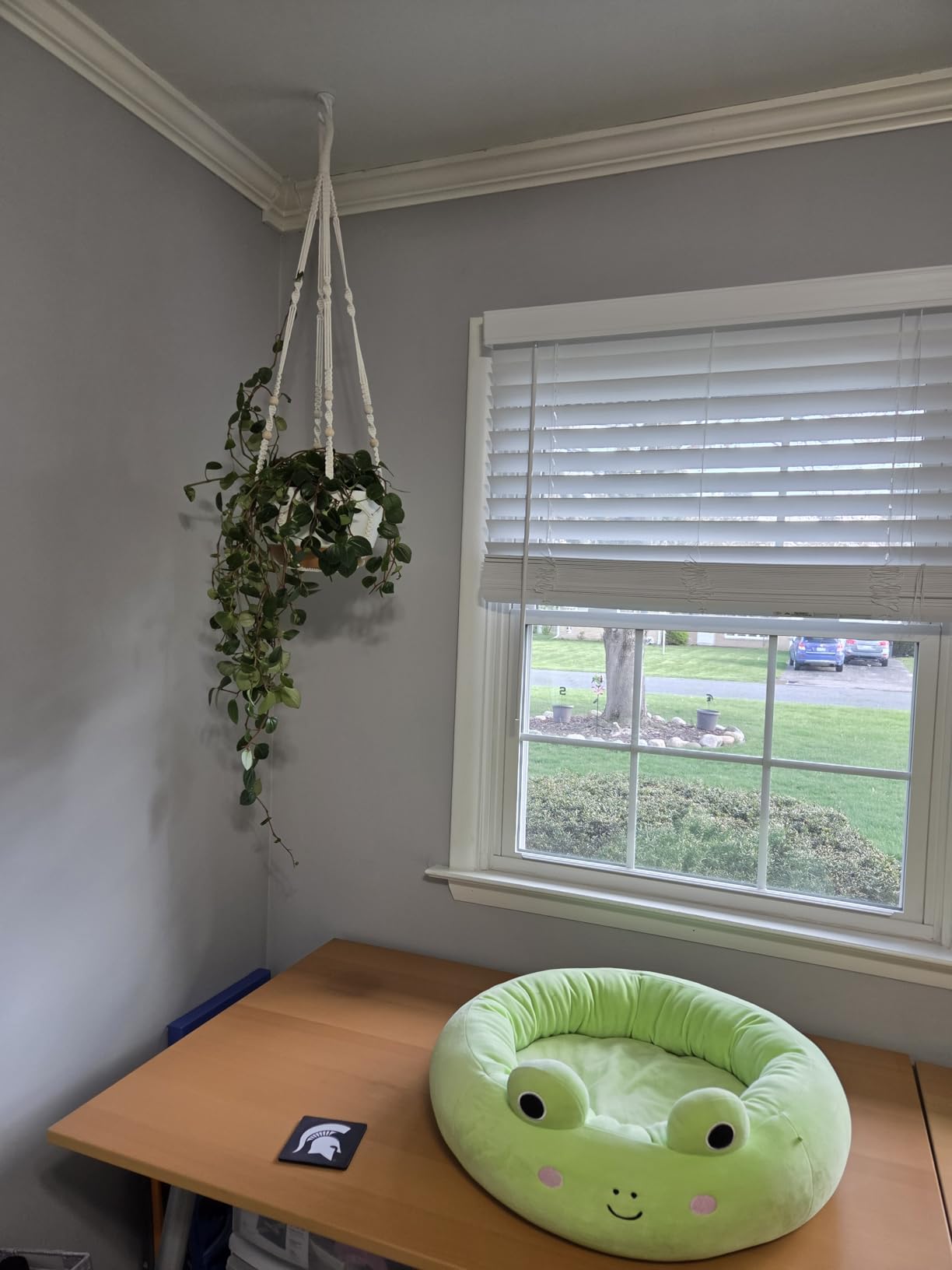 Set of 2-10 Inch Hanging Planters for Indoor Plants with Self-Watering customer photo 1