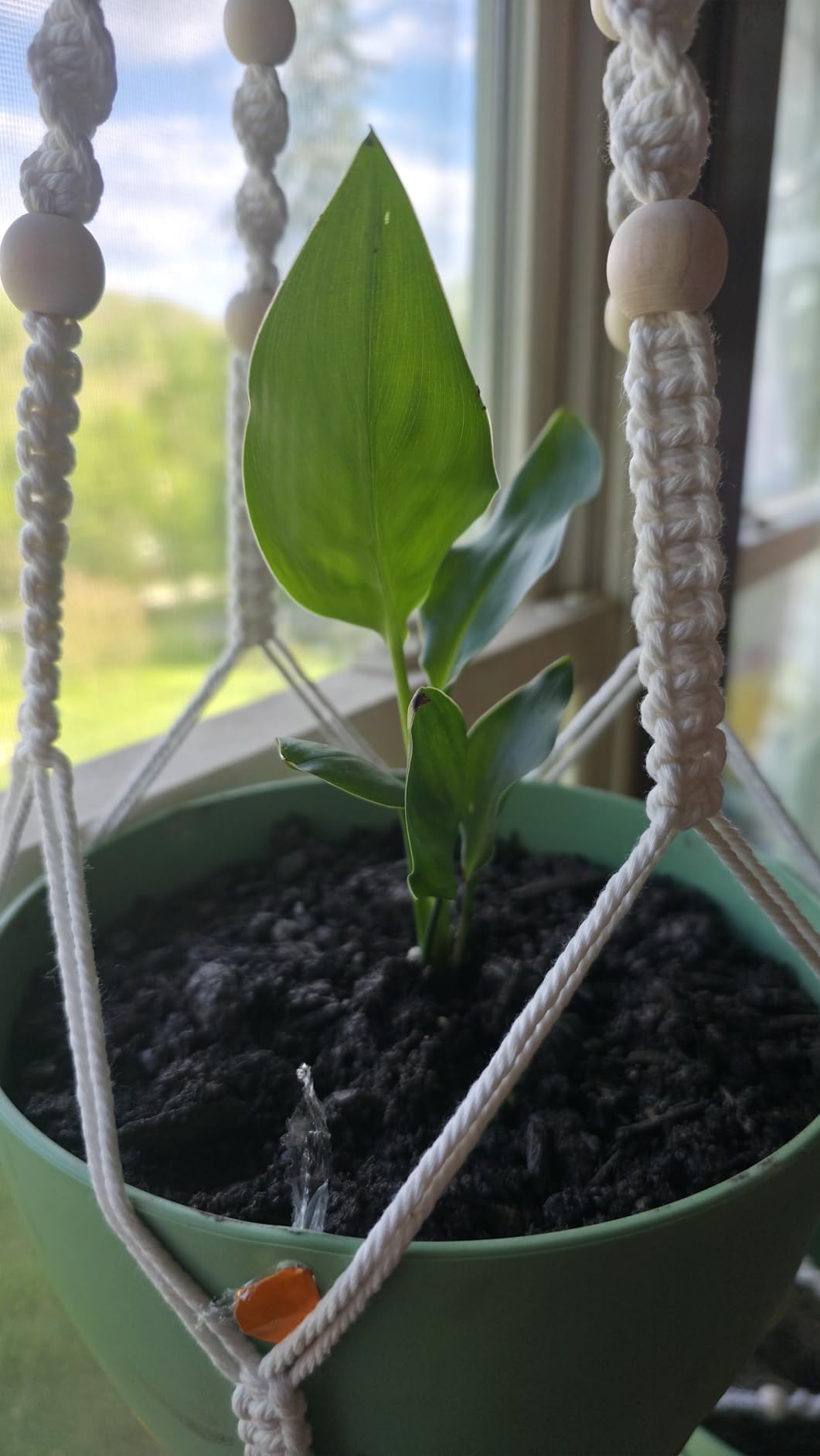 Set of 2-10 Inch Hanging Planters for Indoor Plants with Self-Watering customer photo 2