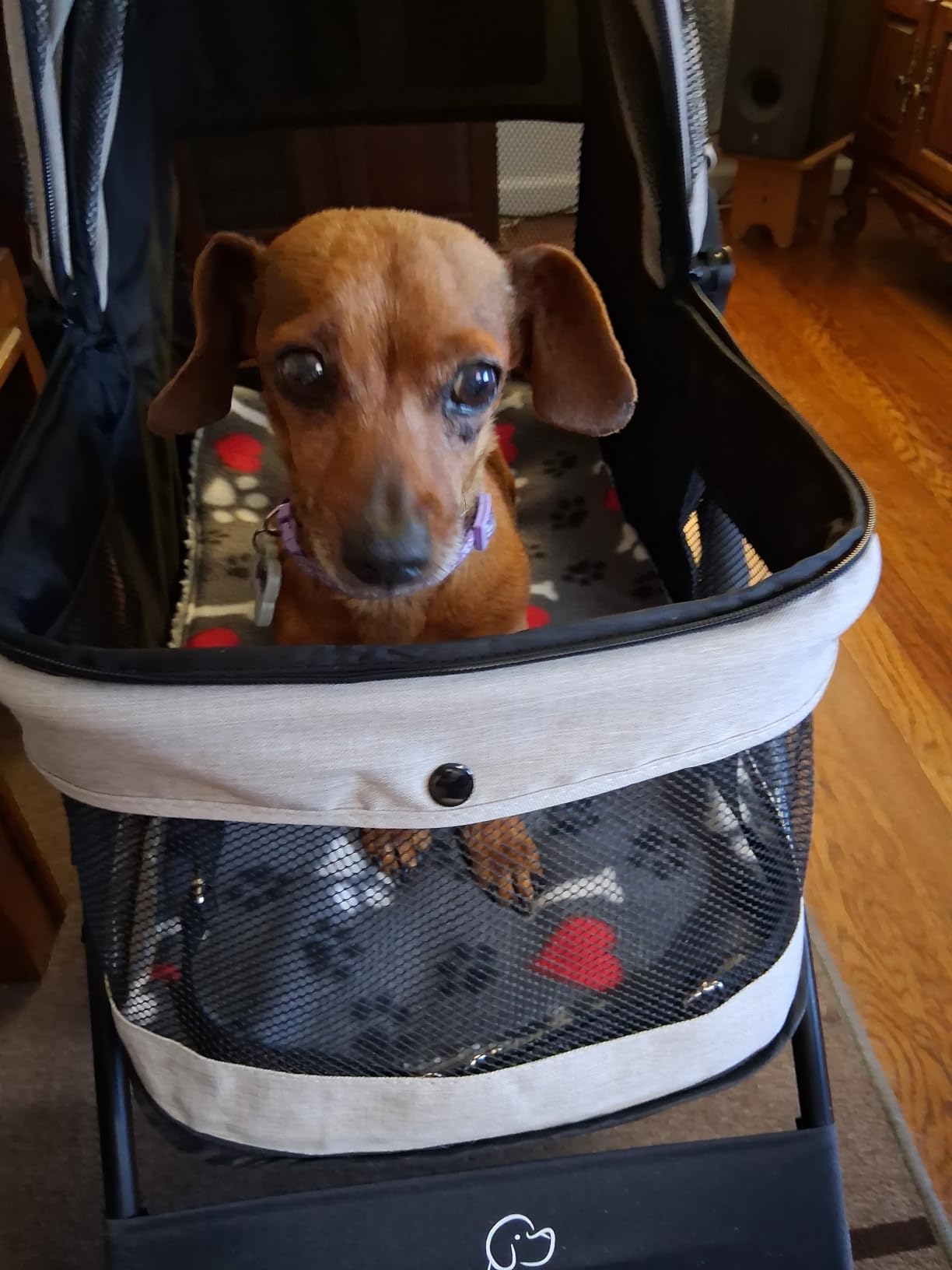 ROODO 4 Wheel Dog Cat Pet Stroller Best Lightweight Foldable Compact Portable Jogger All Terrain Travel Pet Gear Puppy Doggie Bunny Kitty Stroller for up to 30lbs Medium Small Dogs Cats(Sky Blue) customer photo 1
