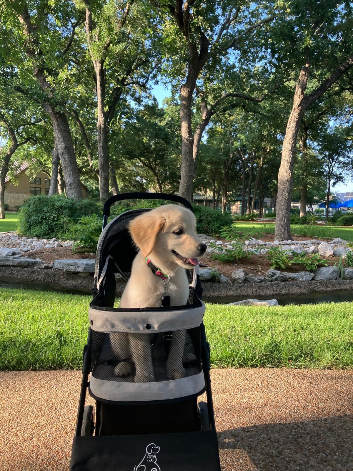 ROODO 4 Wheel Dog Cat Pet Stroller Best Lightweight Foldable Compact Portable Jogger All Terrain Travel Pet Gear Puppy Doggie Bunny Kitty Stroller for up to 30lbs Medium Small Dogs Cats(Sky Blue) customer photo 2