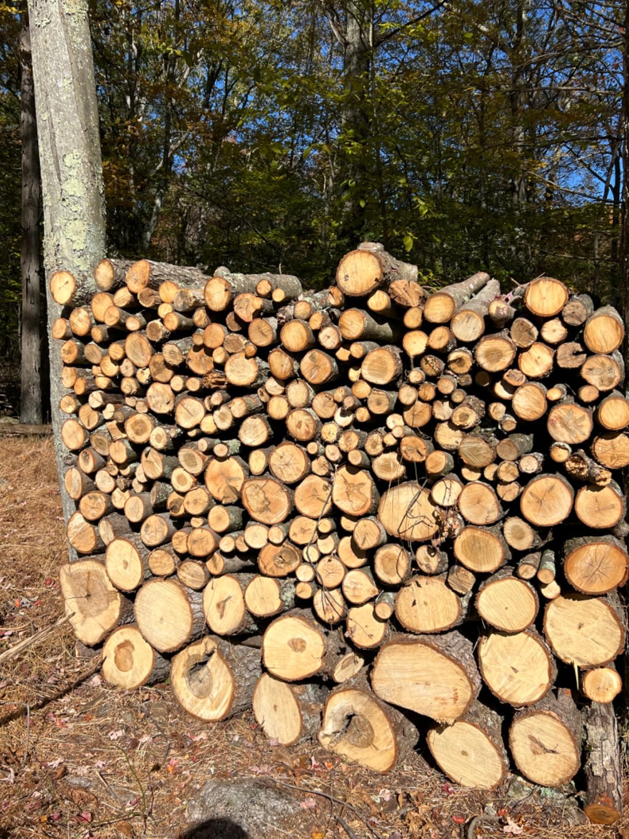 PowerSmart Electric Log Splitter, 6.5-Ton, 3450 Motor Speed, 15 Amp, Horizontal Full Beam Design customer photo 1